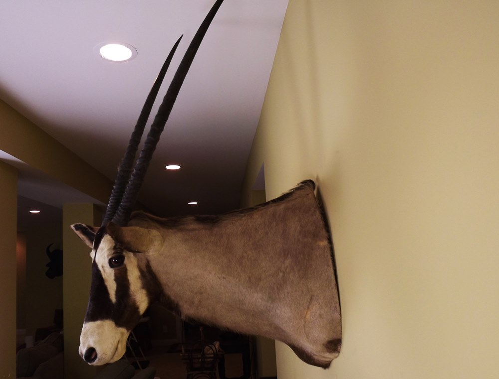 African Gemsbok Taxidermy Mount