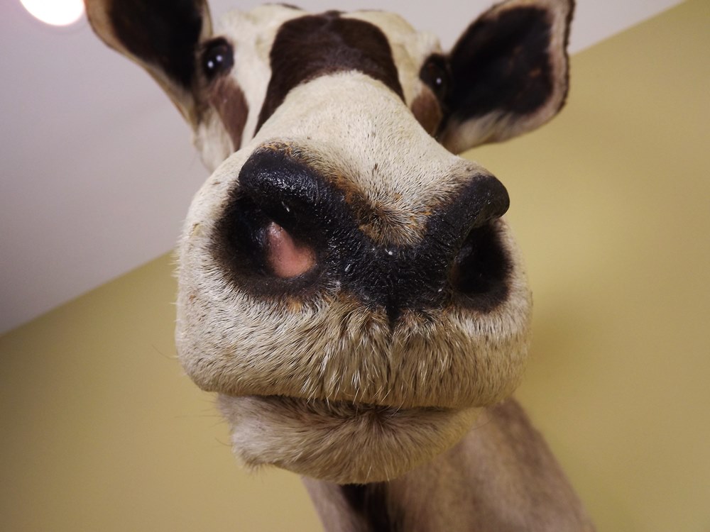 African Gemsbok Taxidermy Mount