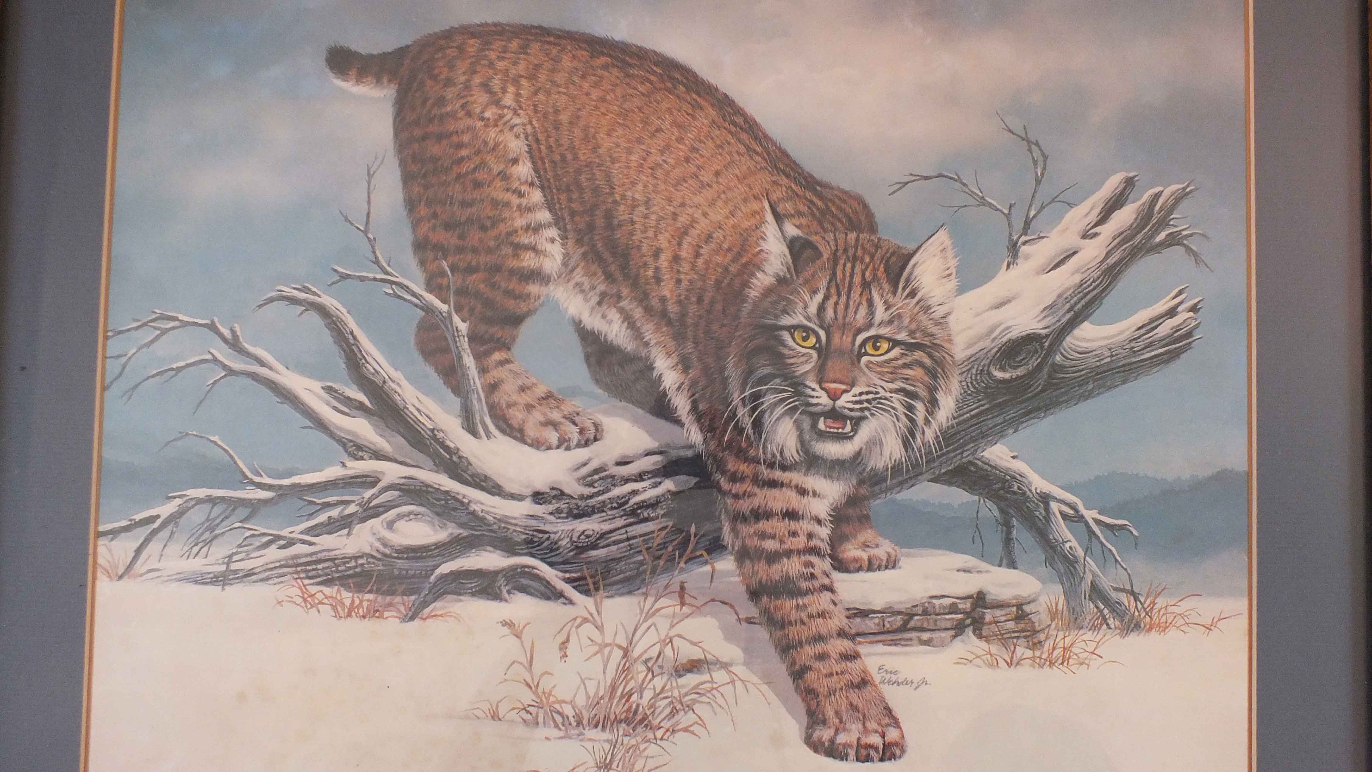 Eric Wehder Kentucky Wild Cat Print