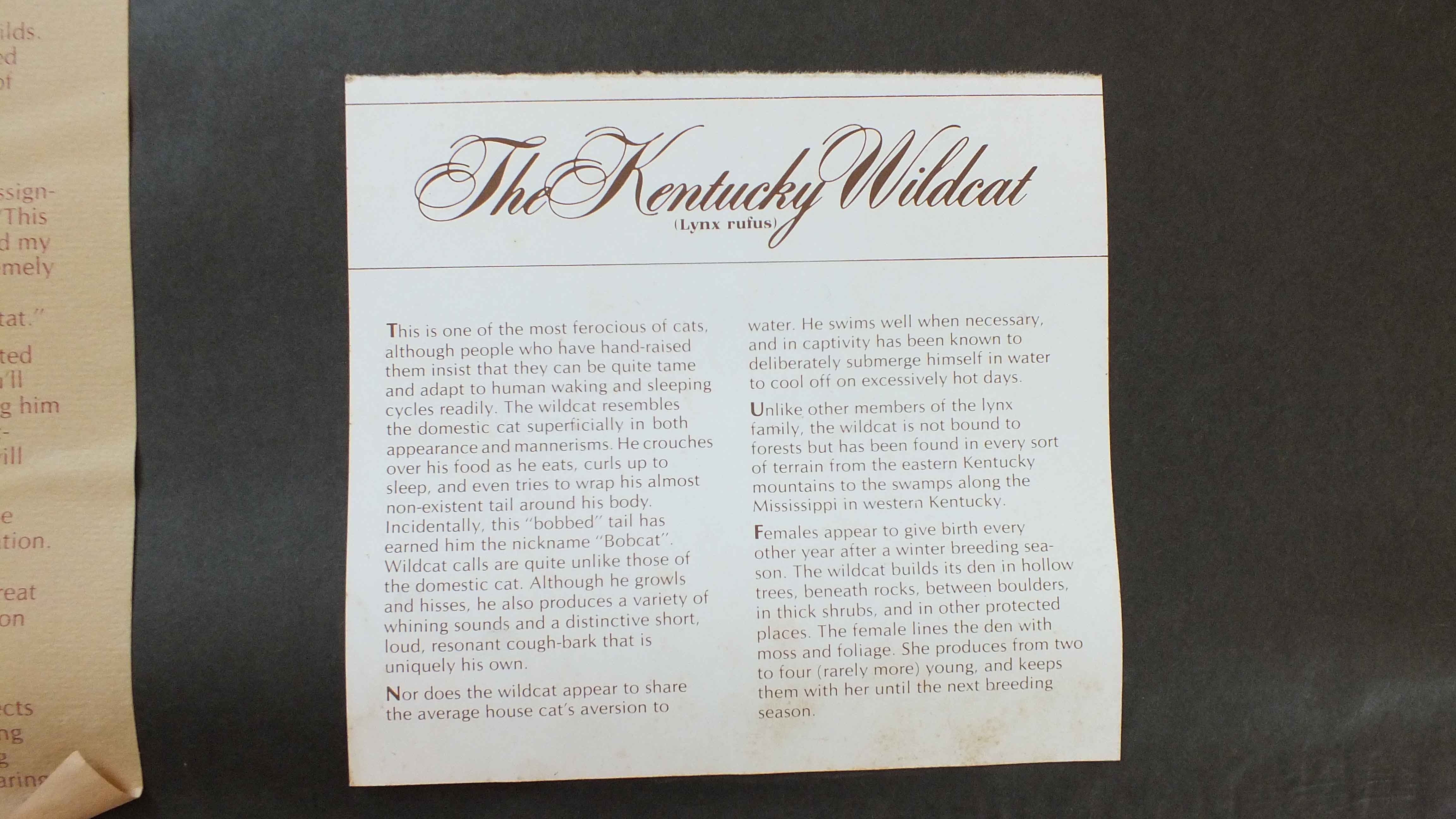 Eric Wehder Kentucky Wild Cat Print