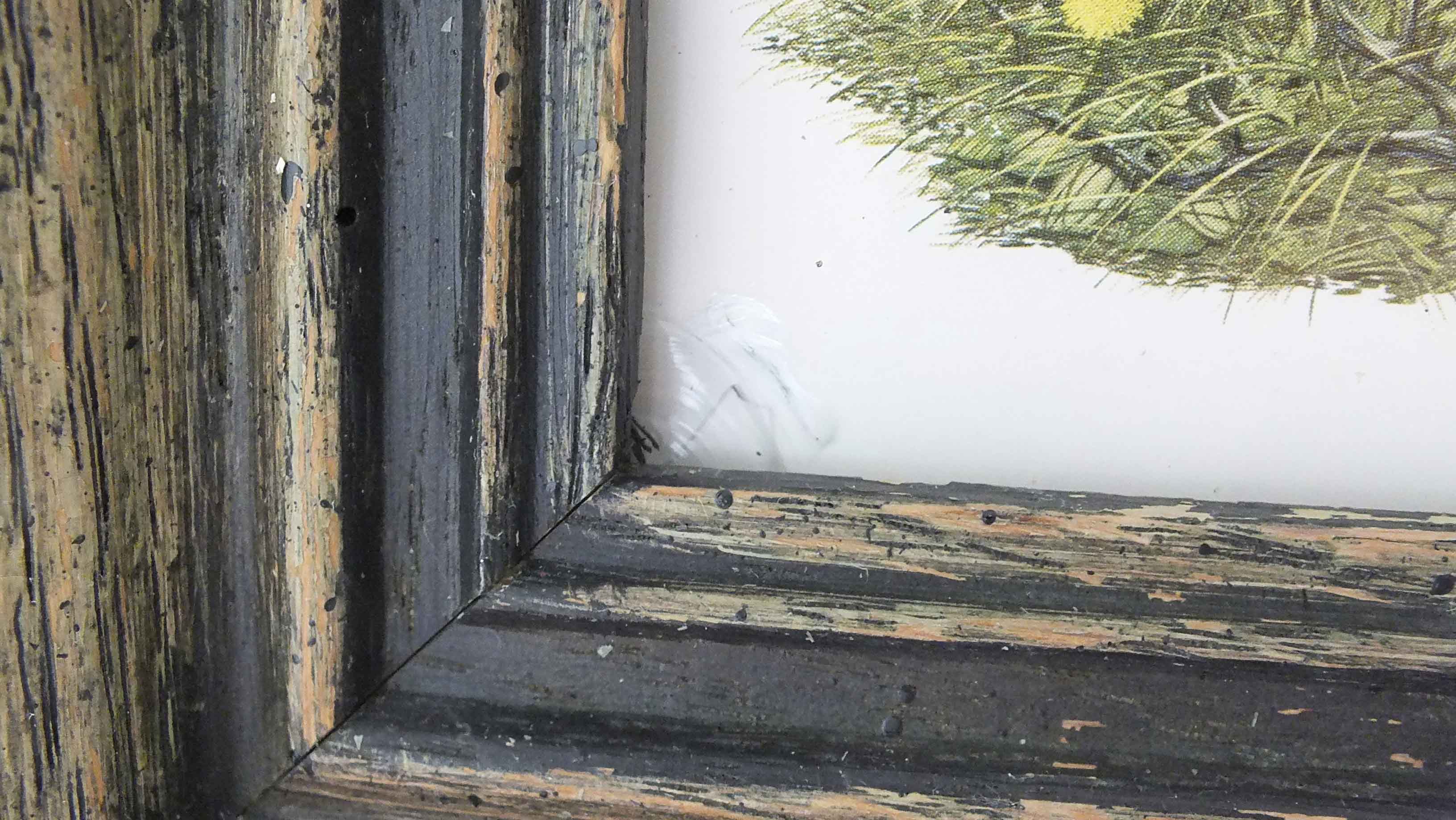 Four Richard Sloan Nature House Prints