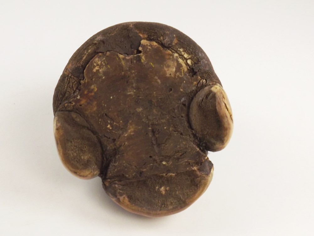 Rhinoceros Foot Ash Receptacle