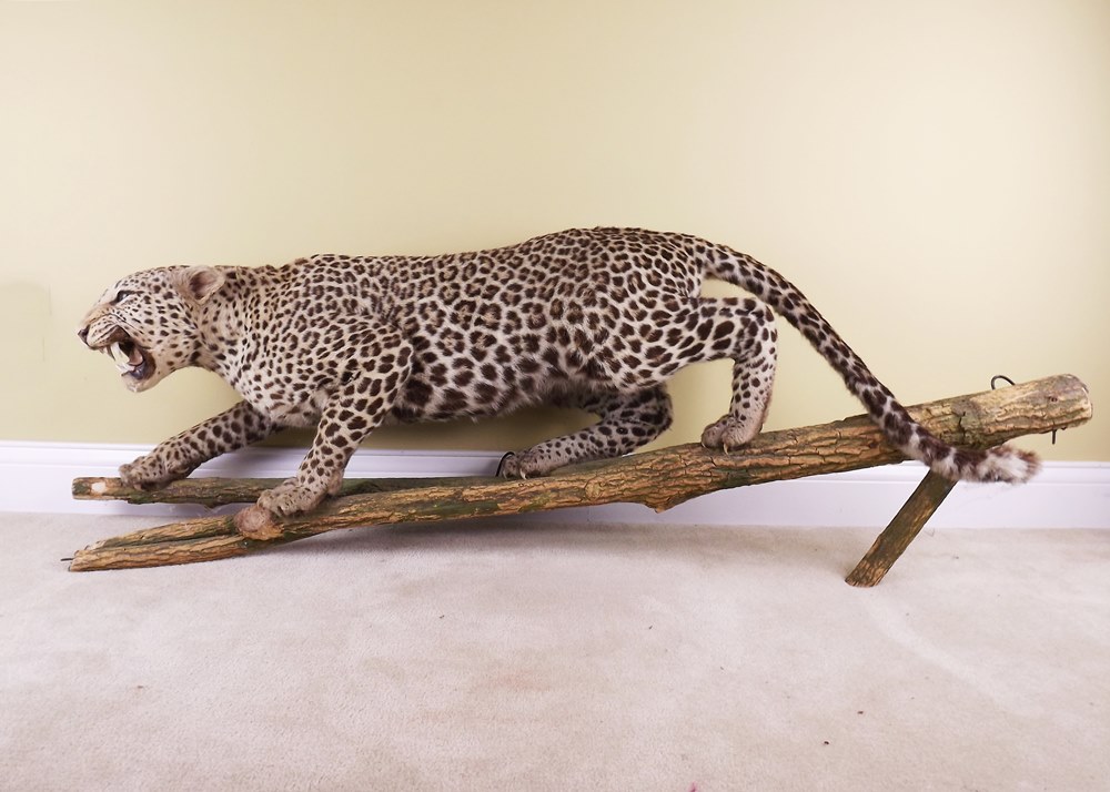 Leopard Standing Taxidermy Mount