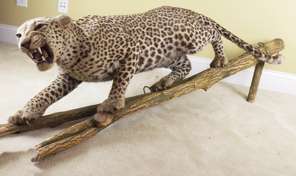 Leopard Standing Taxidermy Mount