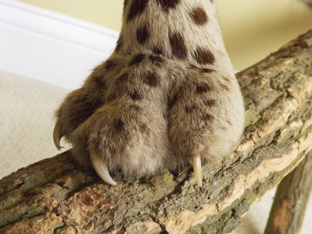 Leopard Standing Taxidermy Mount