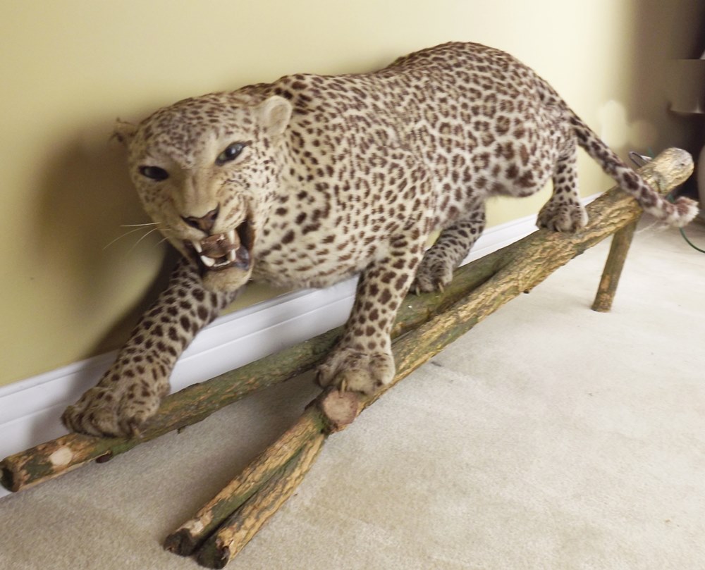 Leopard Standing Taxidermy Mount