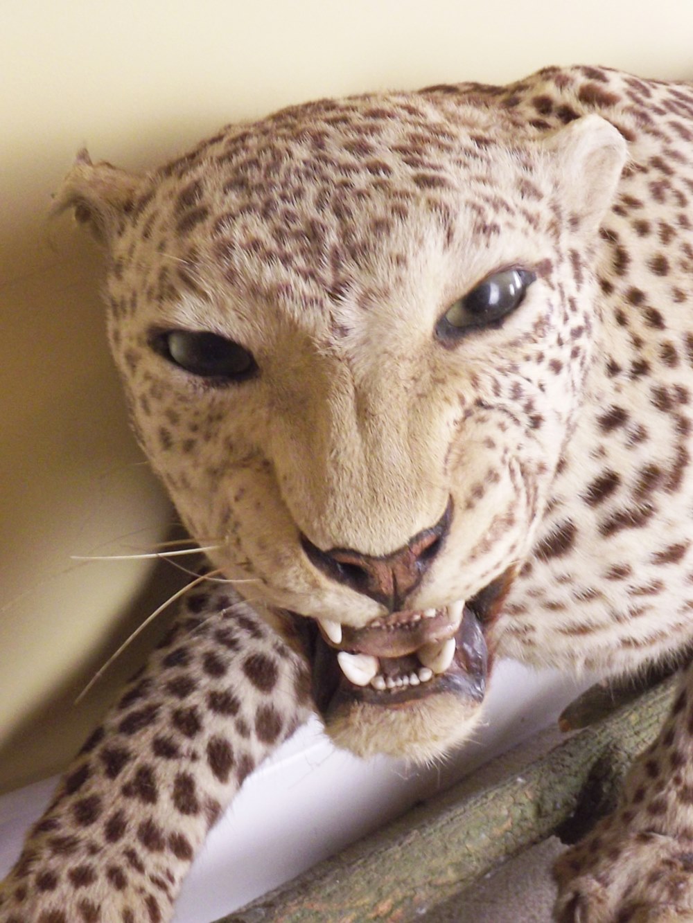 Leopard Standing Taxidermy Mount