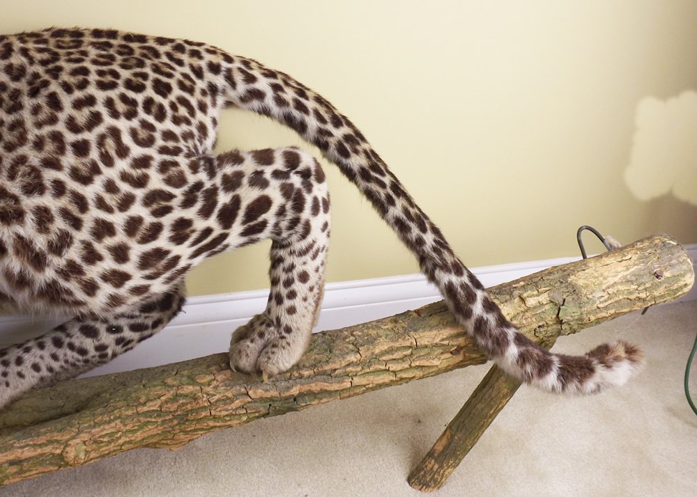 Leopard Standing Taxidermy Mount