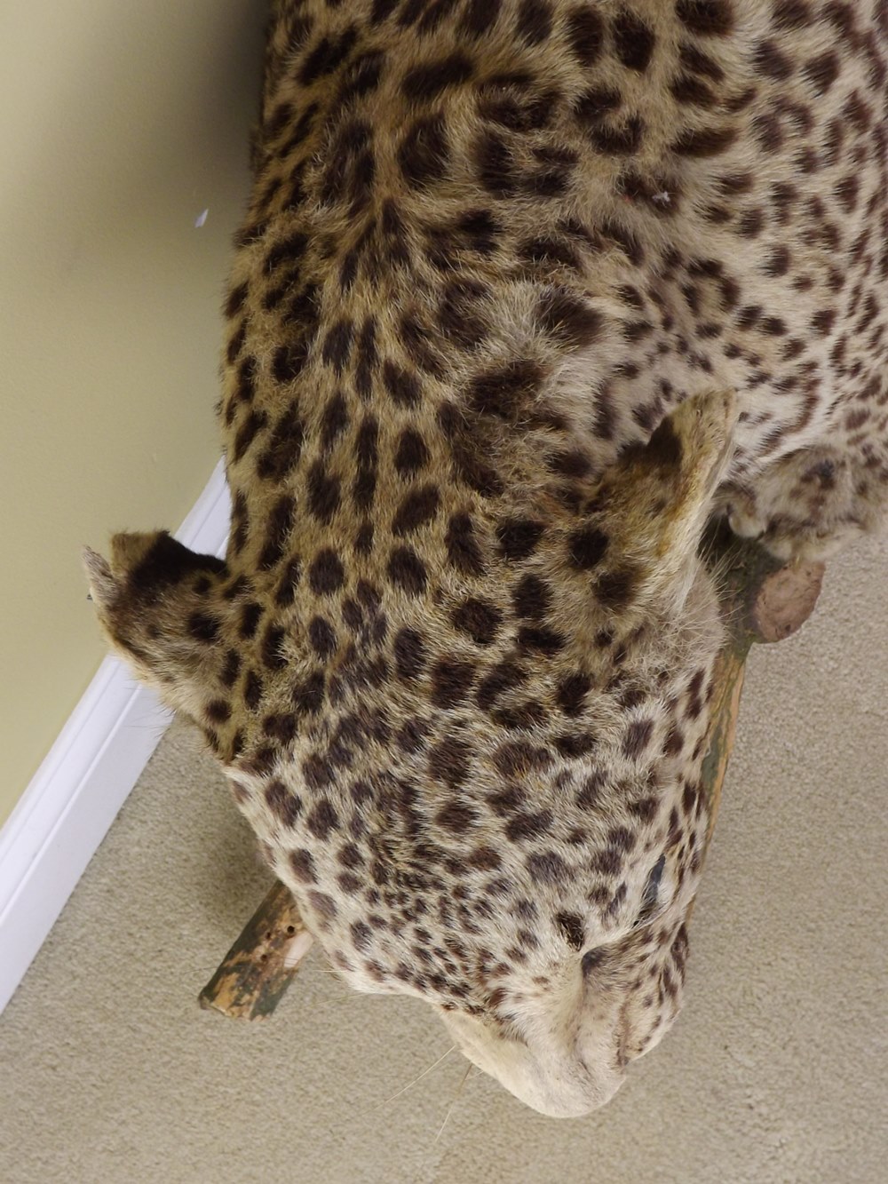 Leopard Standing Taxidermy Mount
