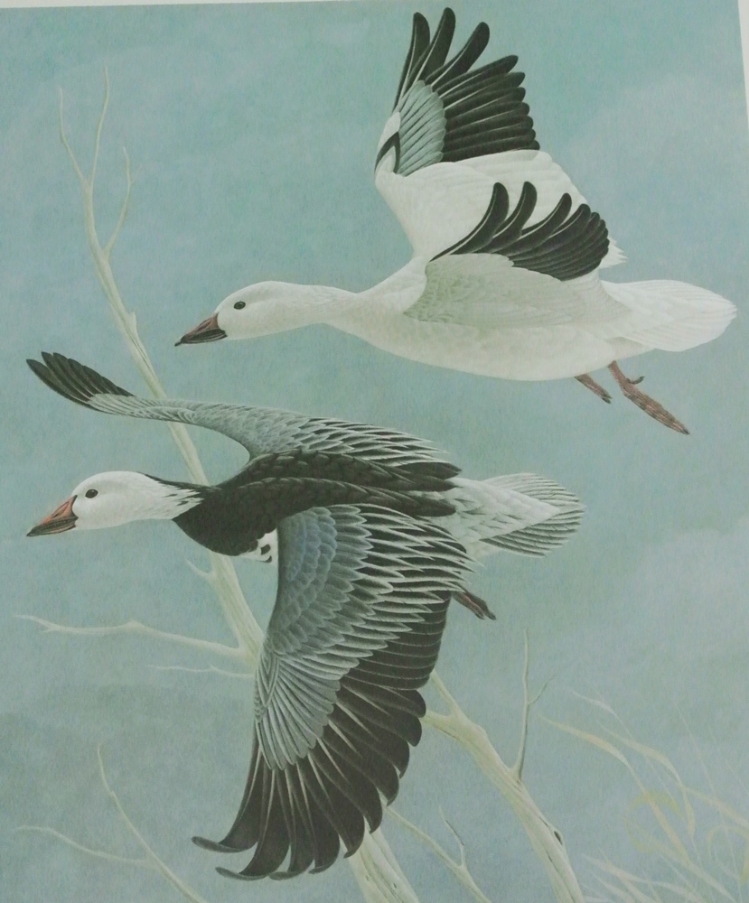 John Ruthven 'Wings in the Wind'