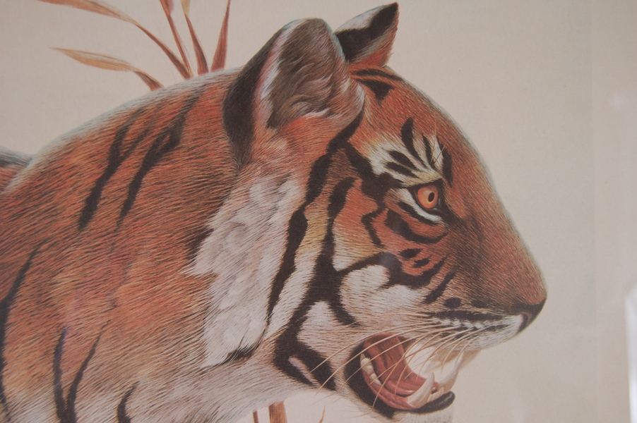 John Ruthven Bengal Tiger Print 