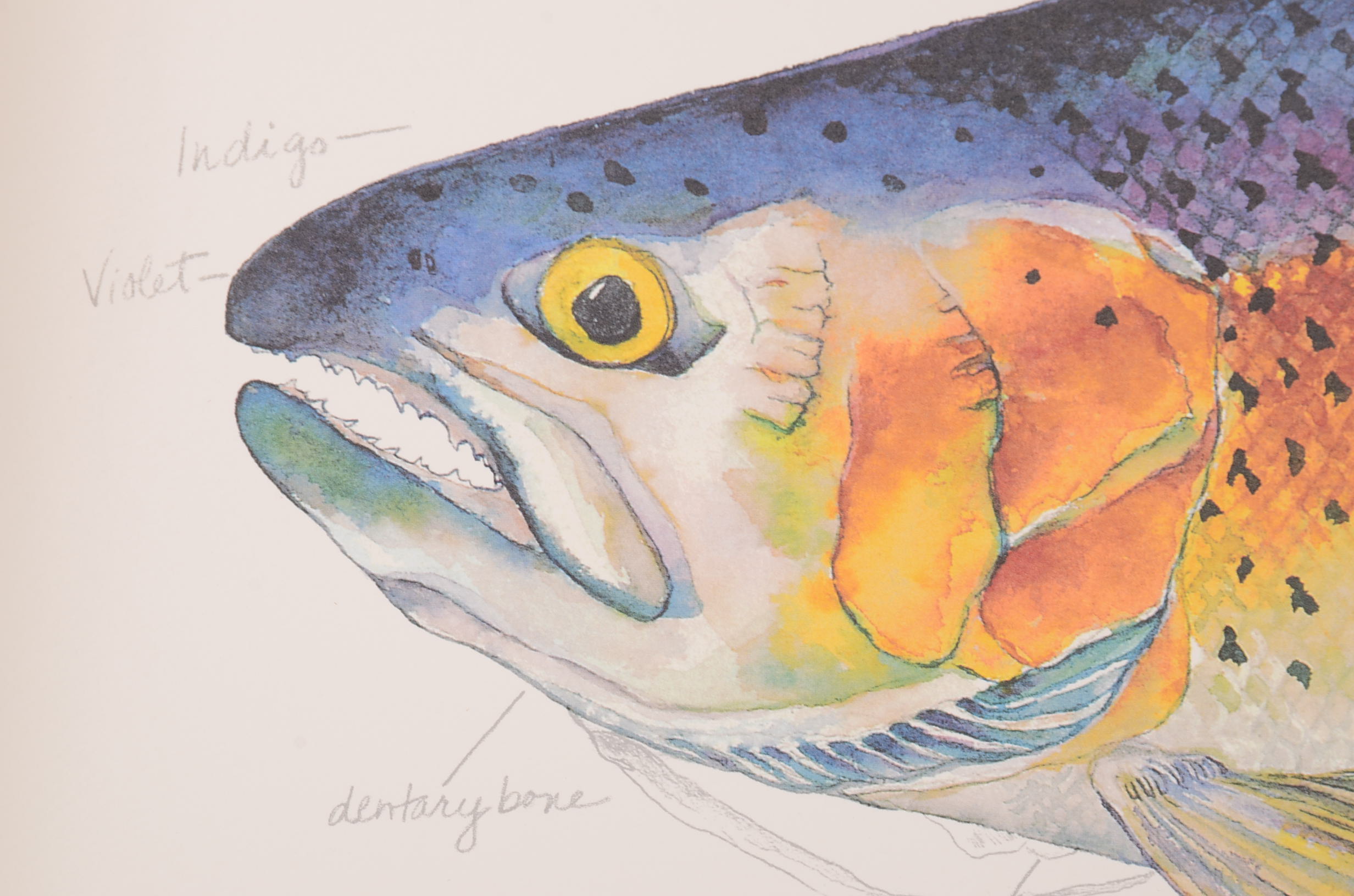 Pair of Trout Prints by Klatt