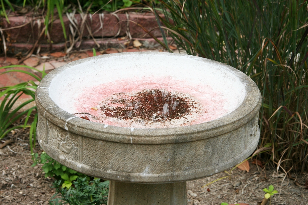 Concrete Bird Bath
