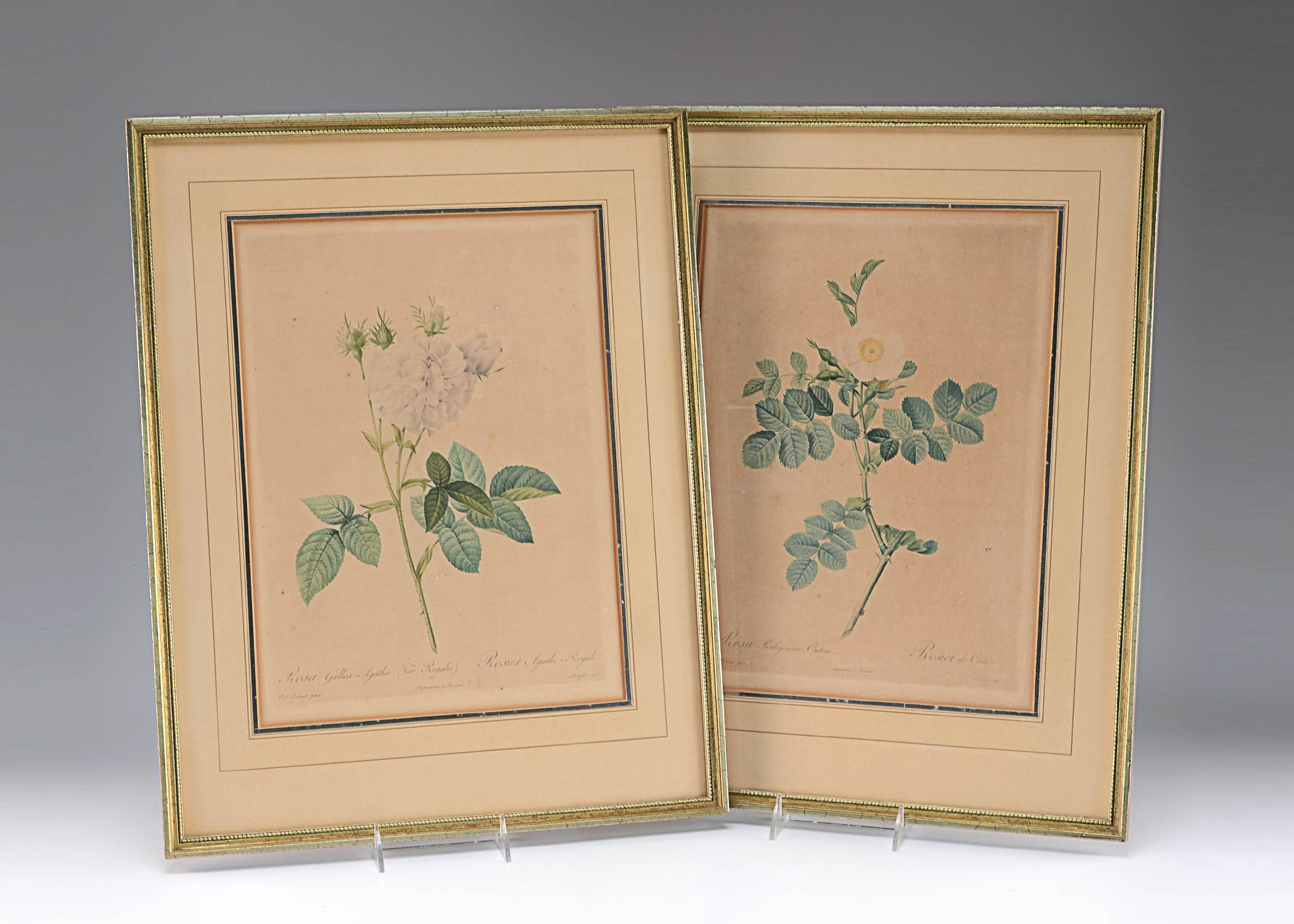 Two Antique Botanical Lithograph Framed Prints