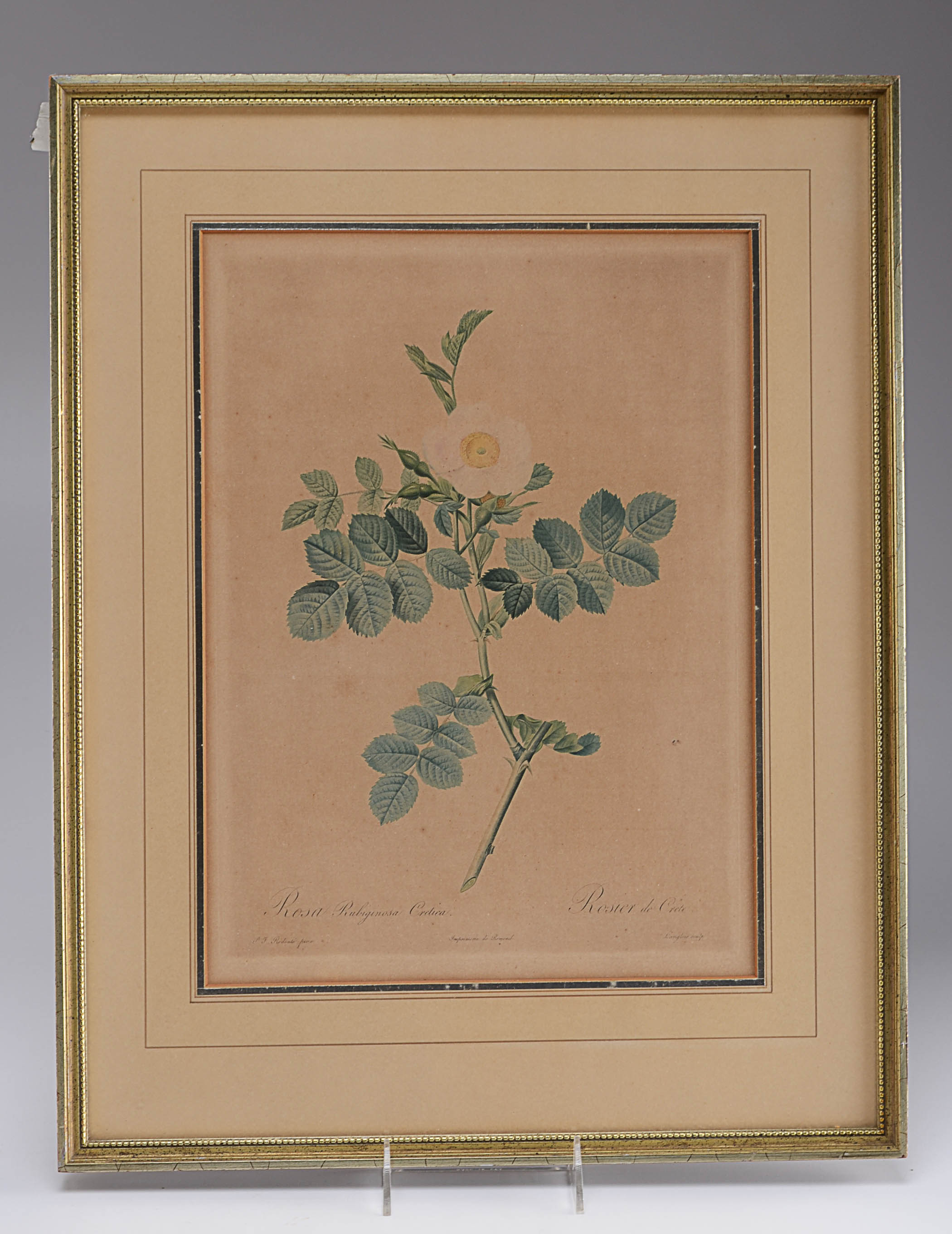 Two Antique Botanical Lithograph Framed Prints