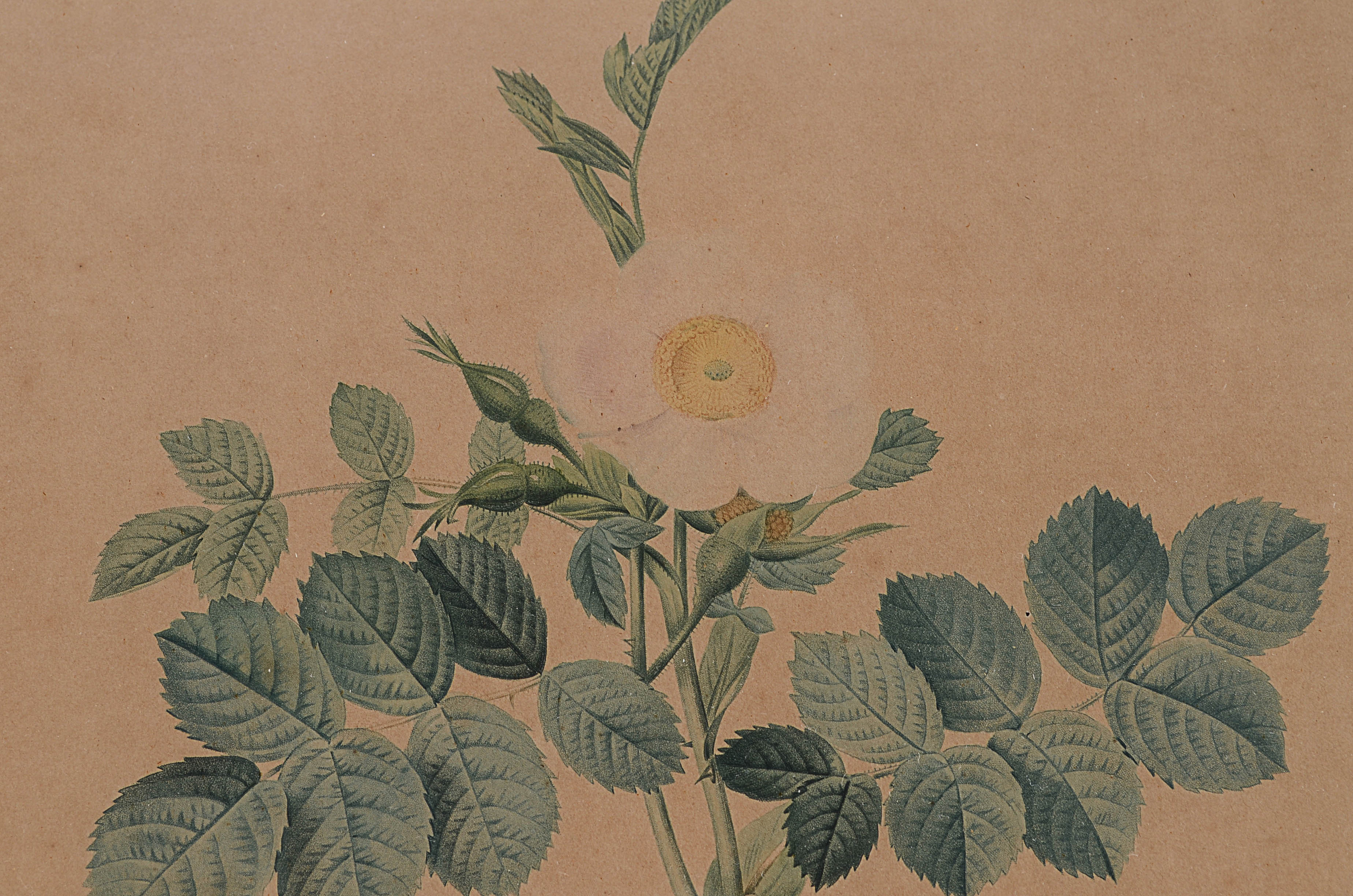 Two Antique Botanical Lithograph Framed Prints