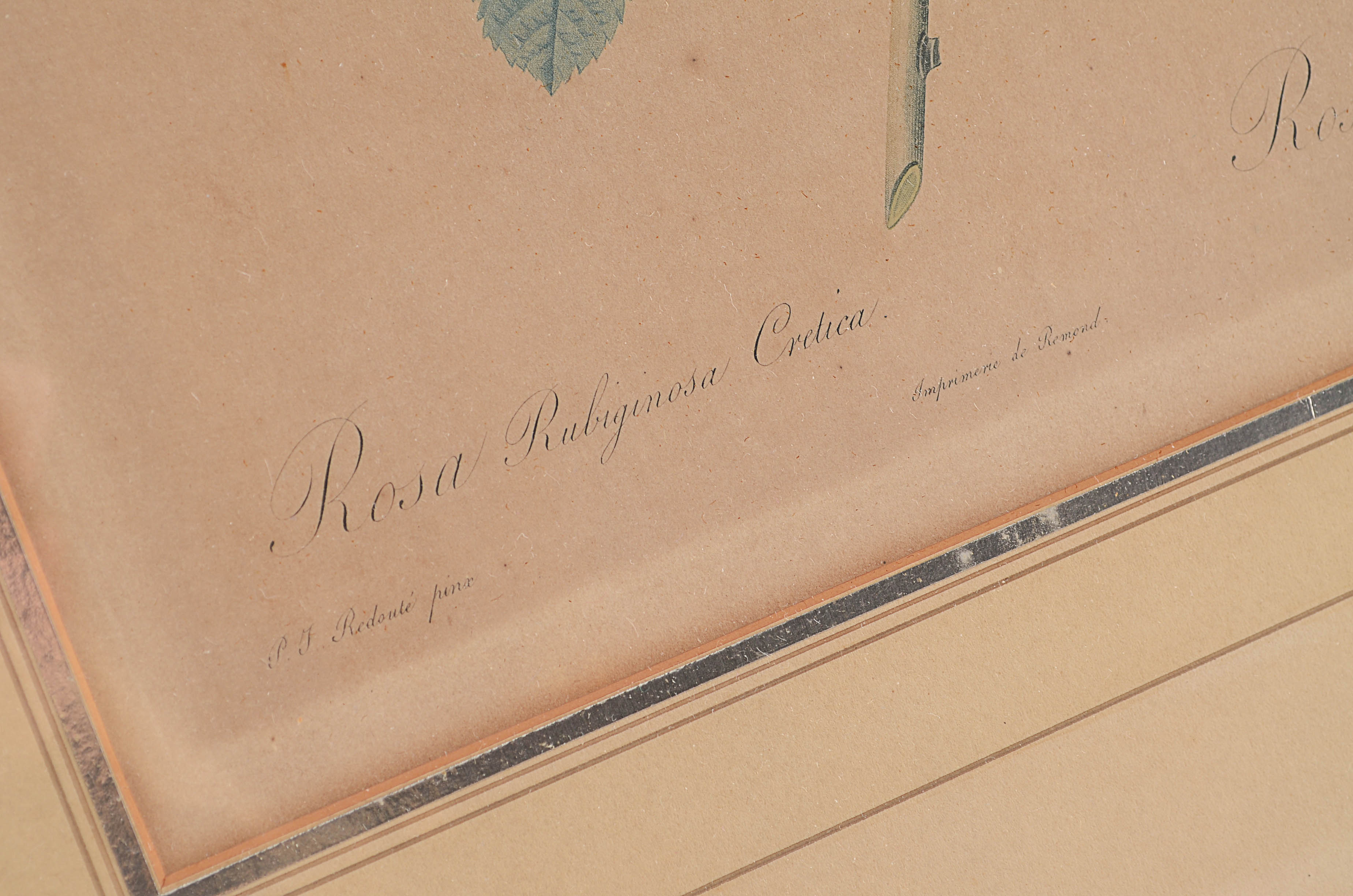 Two Antique Botanical Lithograph Framed Prints