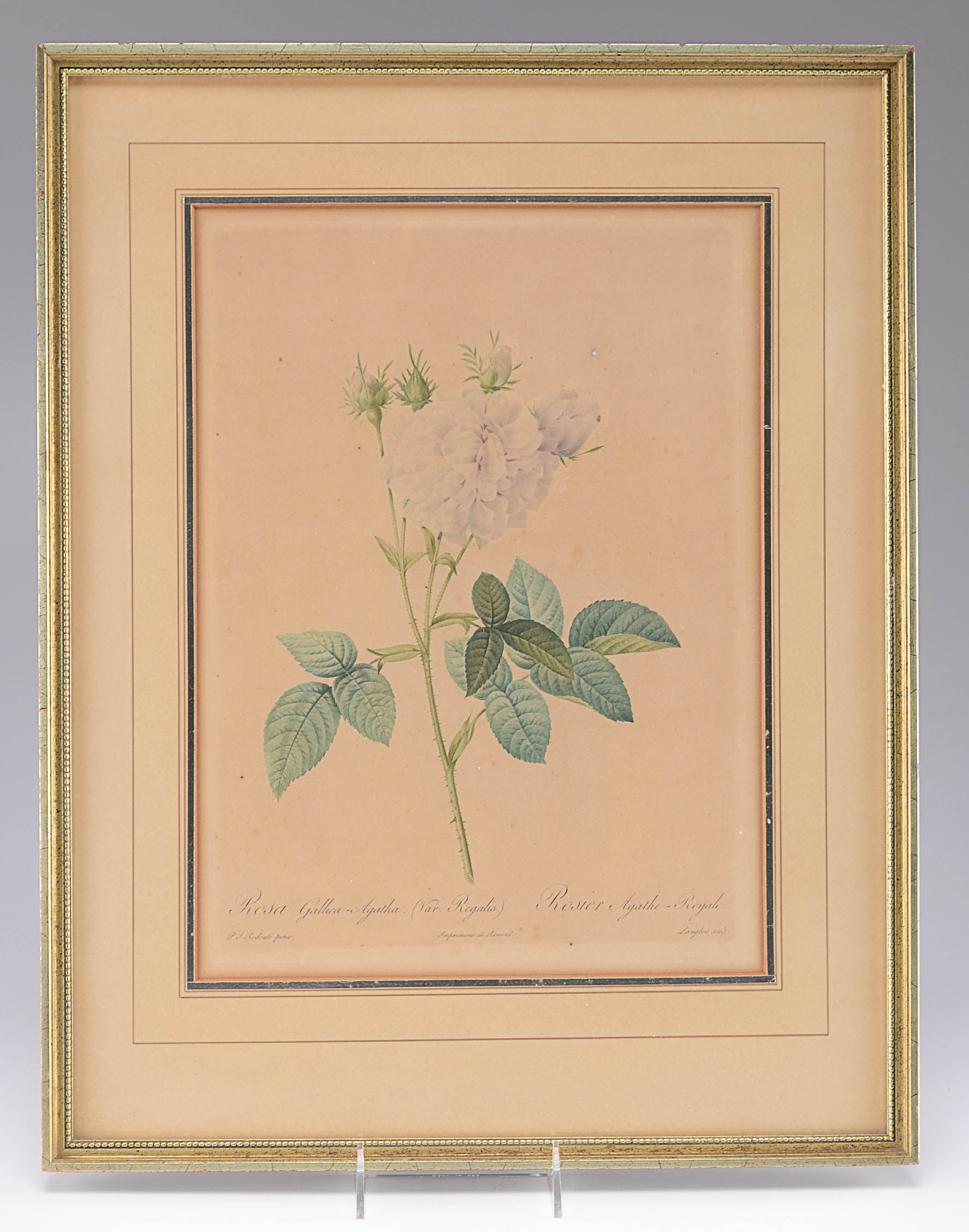 Two Antique Botanical Lithograph Framed Prints