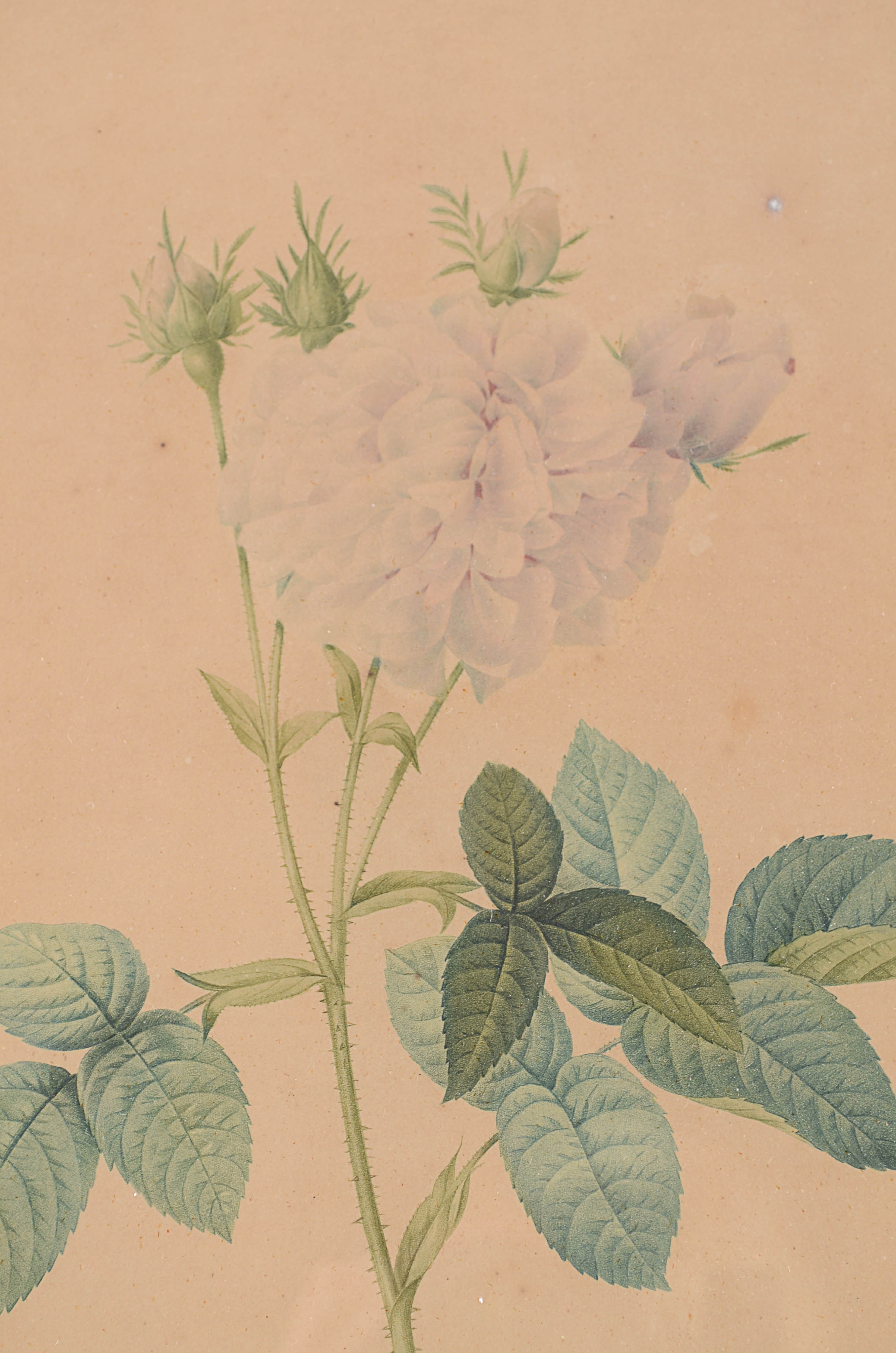 Two Antique Botanical Lithograph Framed Prints