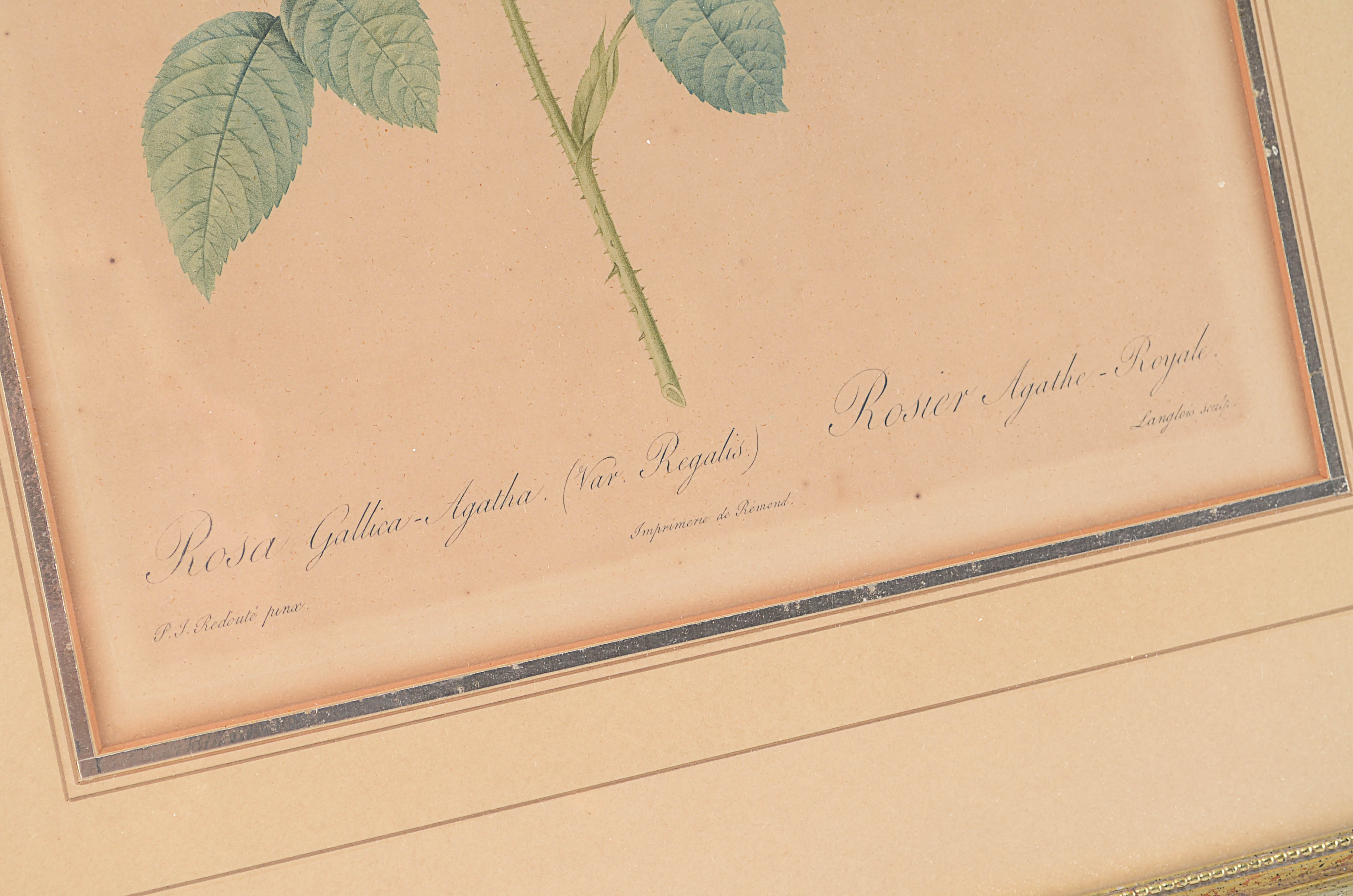 Two Antique Botanical Lithograph Framed Prints