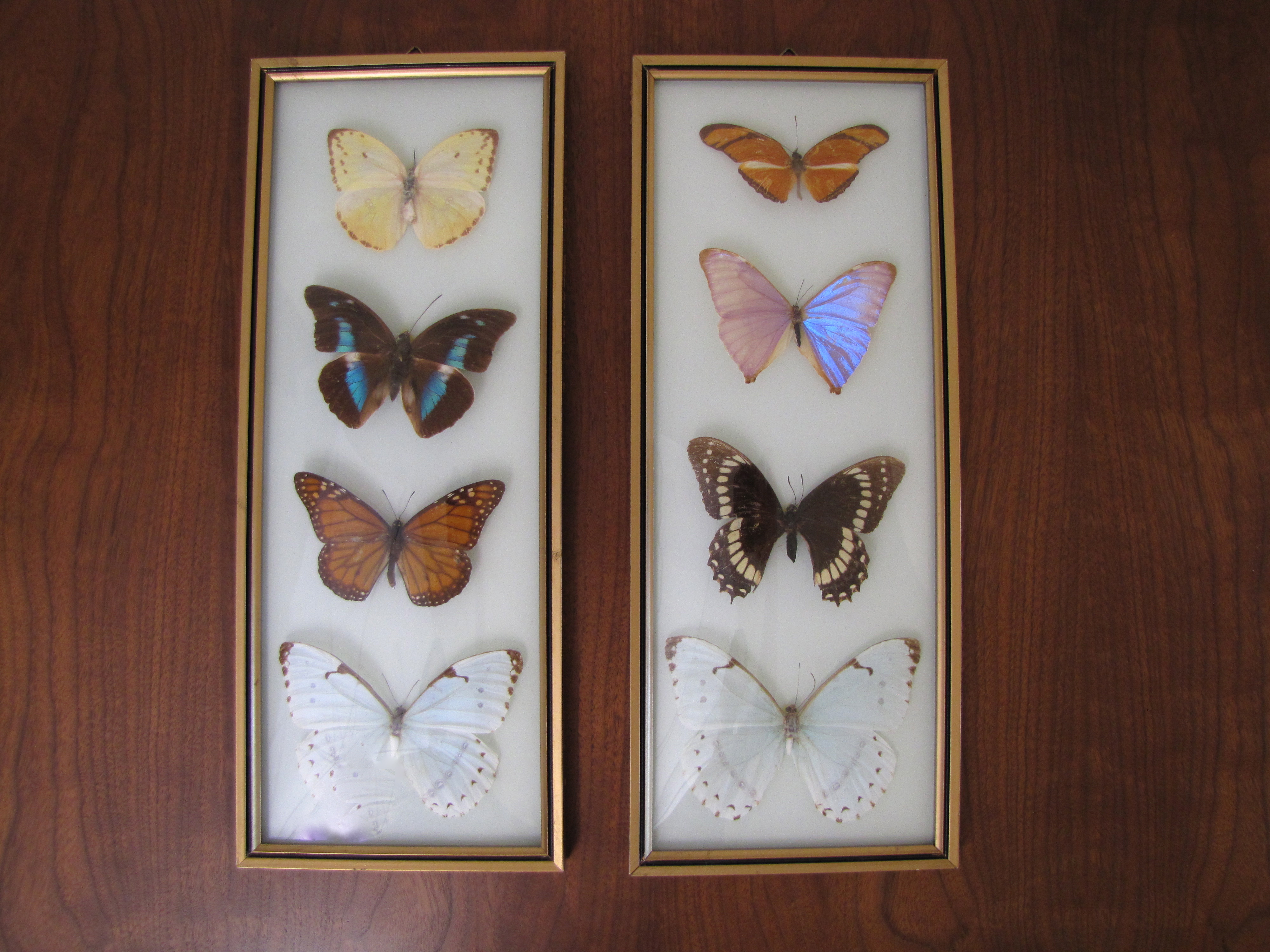 Preserved and Framed Collection of Butterflies