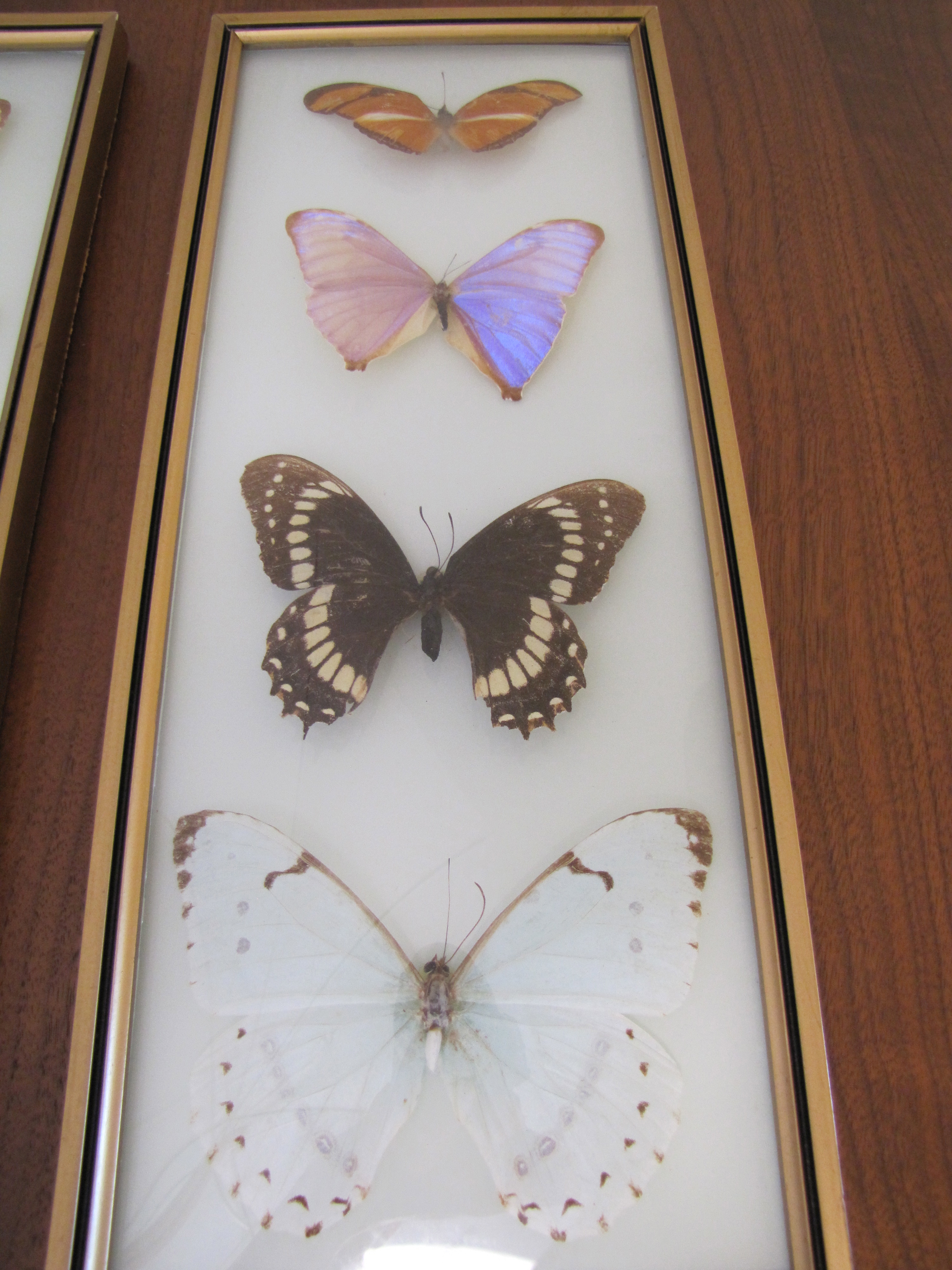 Preserved and Framed Collection of Butterflies