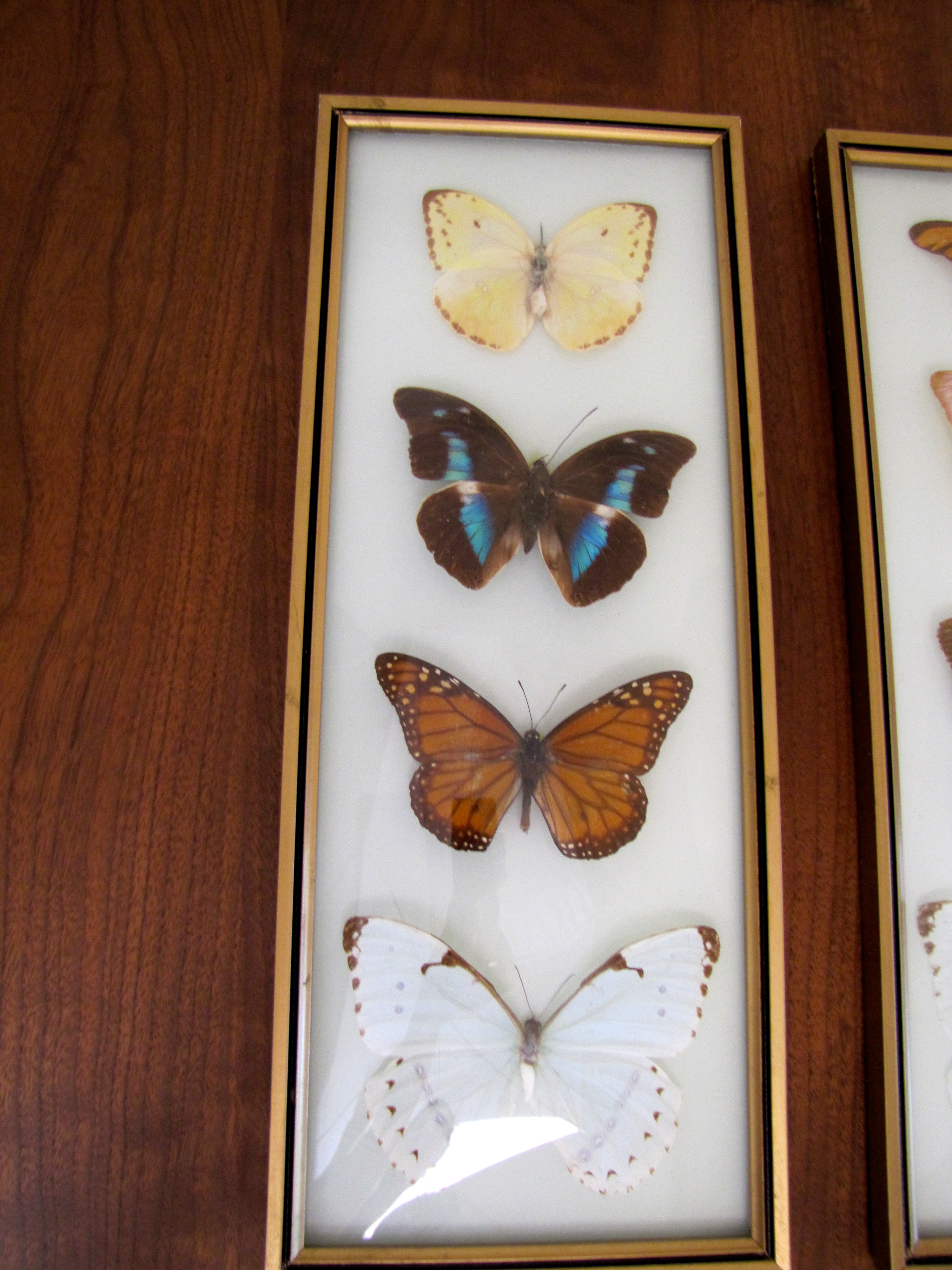 Preserved and Framed Collection of Butterflies