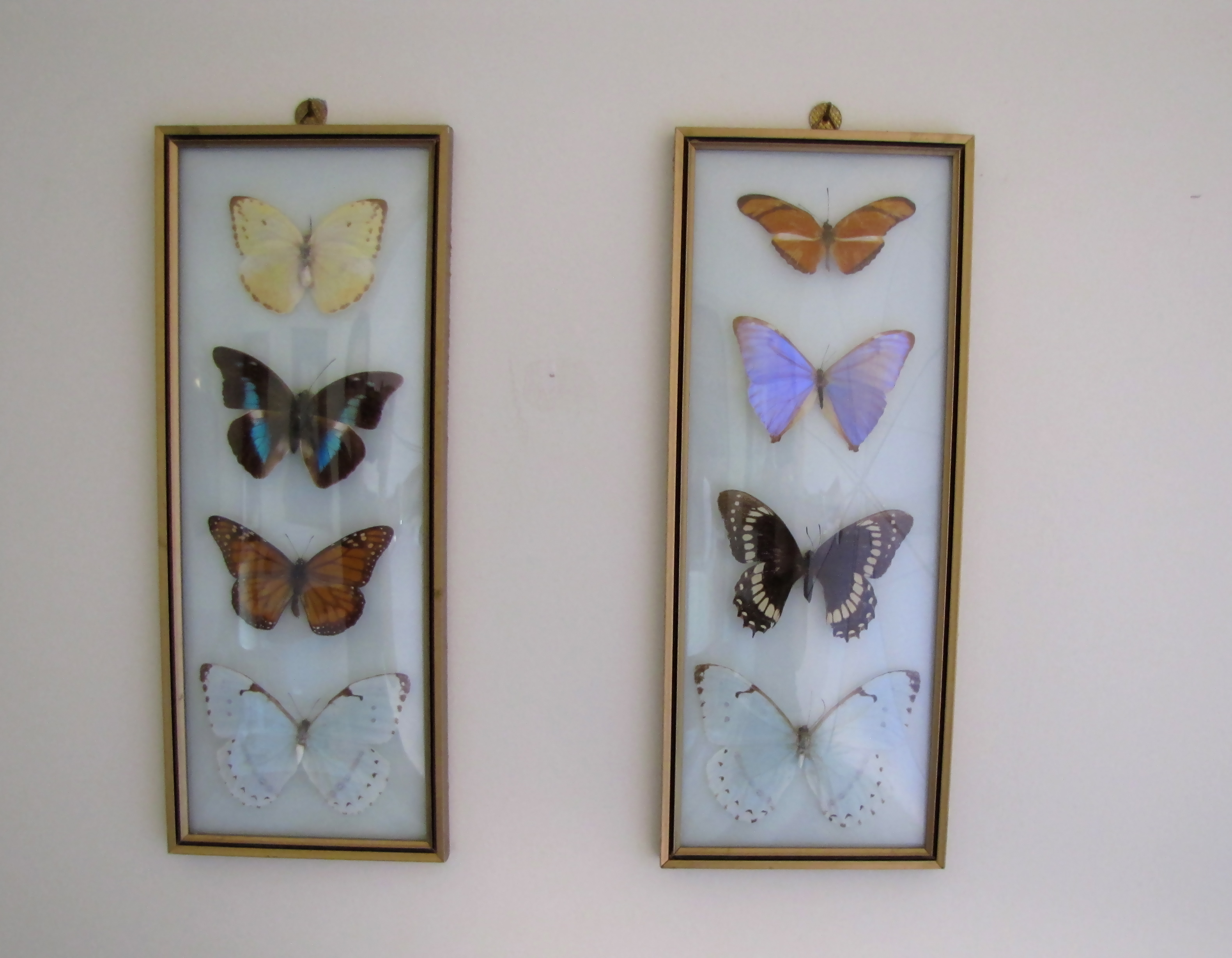 Preserved and Framed Collection of Butterflies