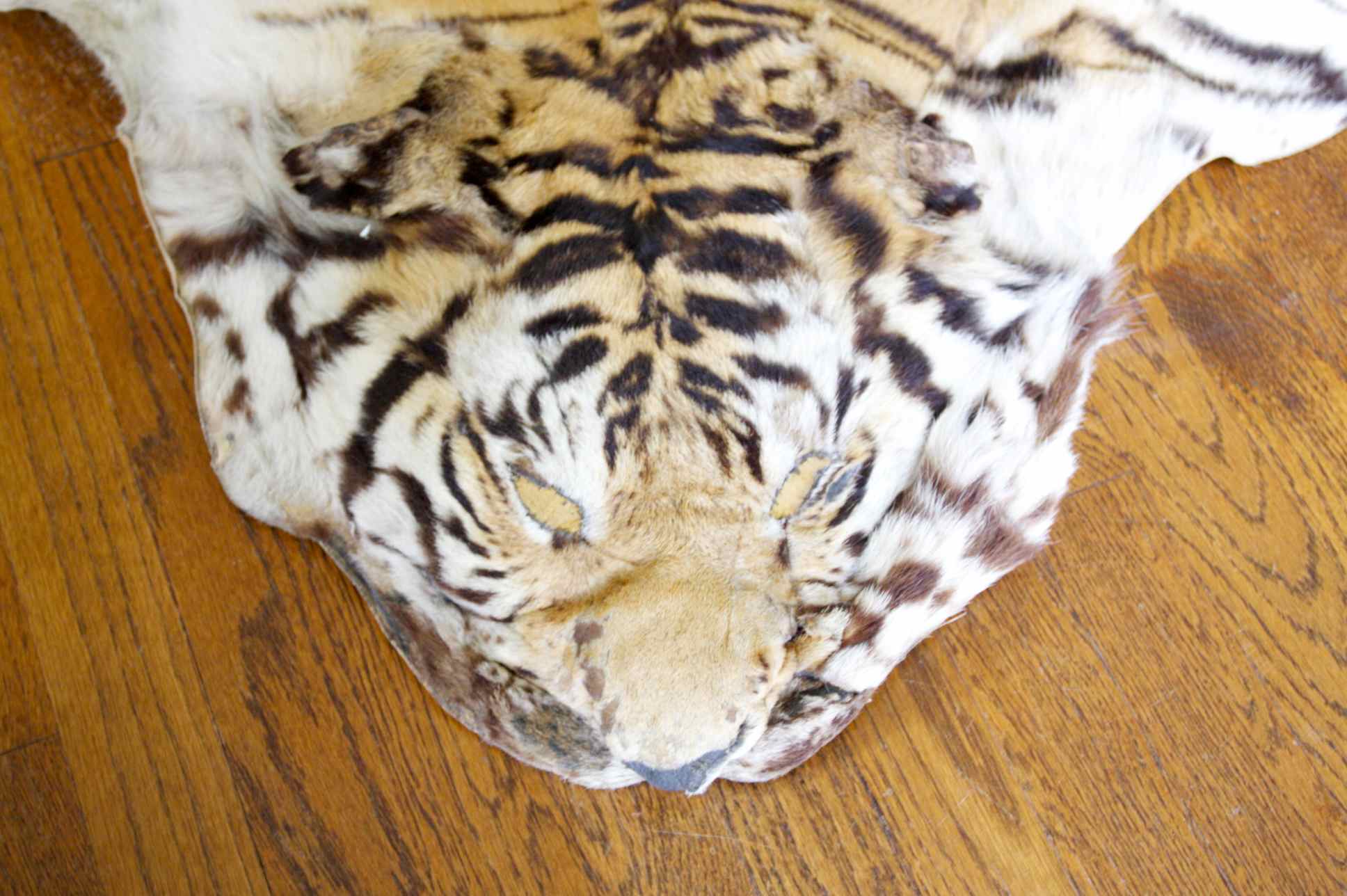 Genuine Indian Bengal Tiger Pelt Rug