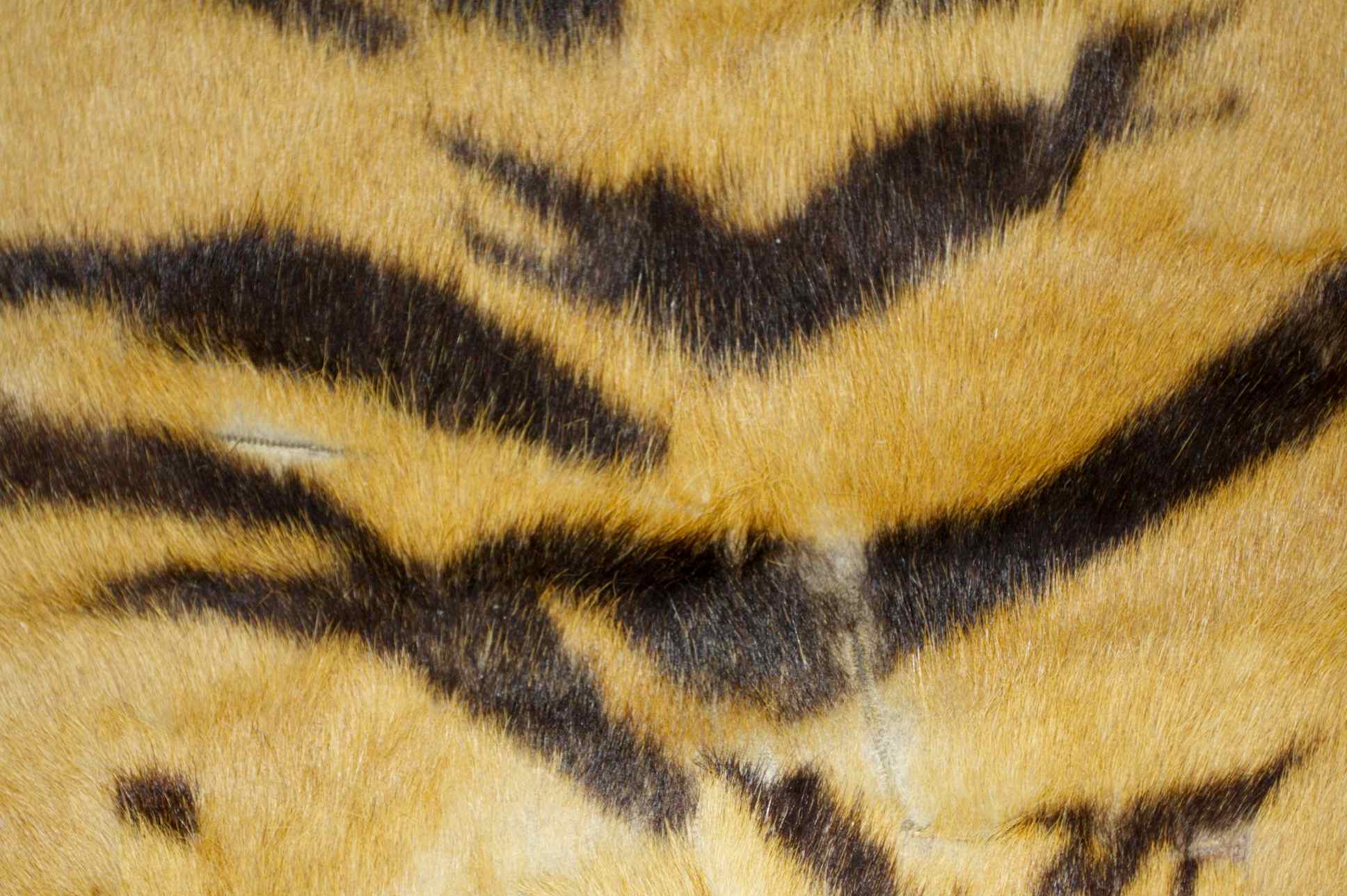 Genuine Indian Bengal Tiger Pelt Rug