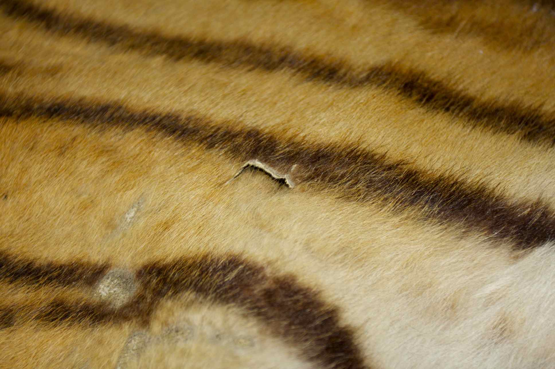 Genuine Indian Bengal Tiger Pelt Rug