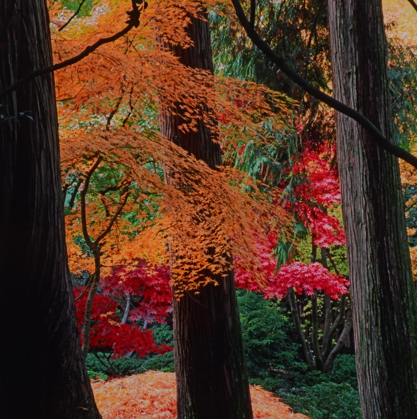 Tony Winn Photograph, Japanese Garden