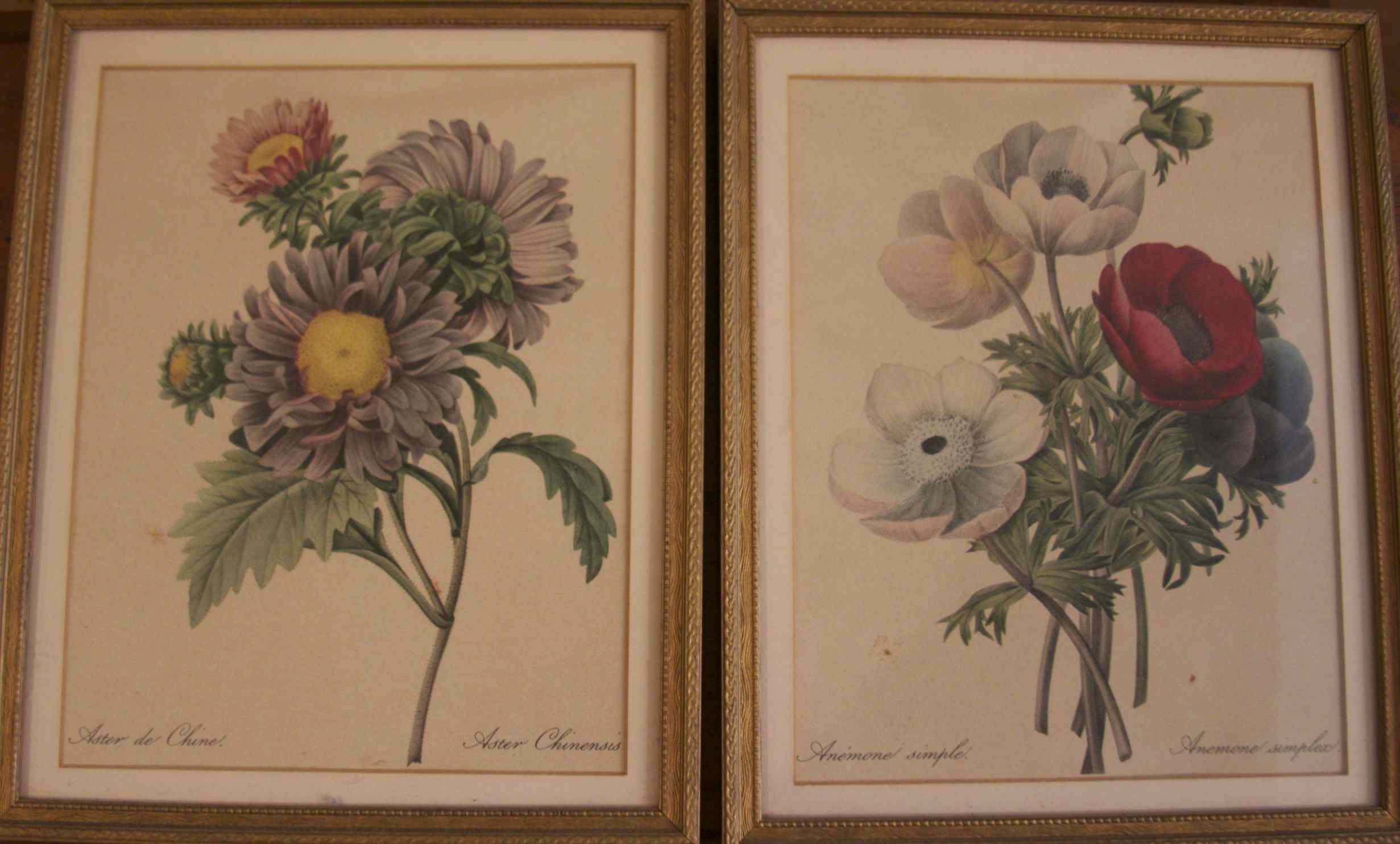 Pair of Framed Prints by Pierre Joseph Celestine Redoute