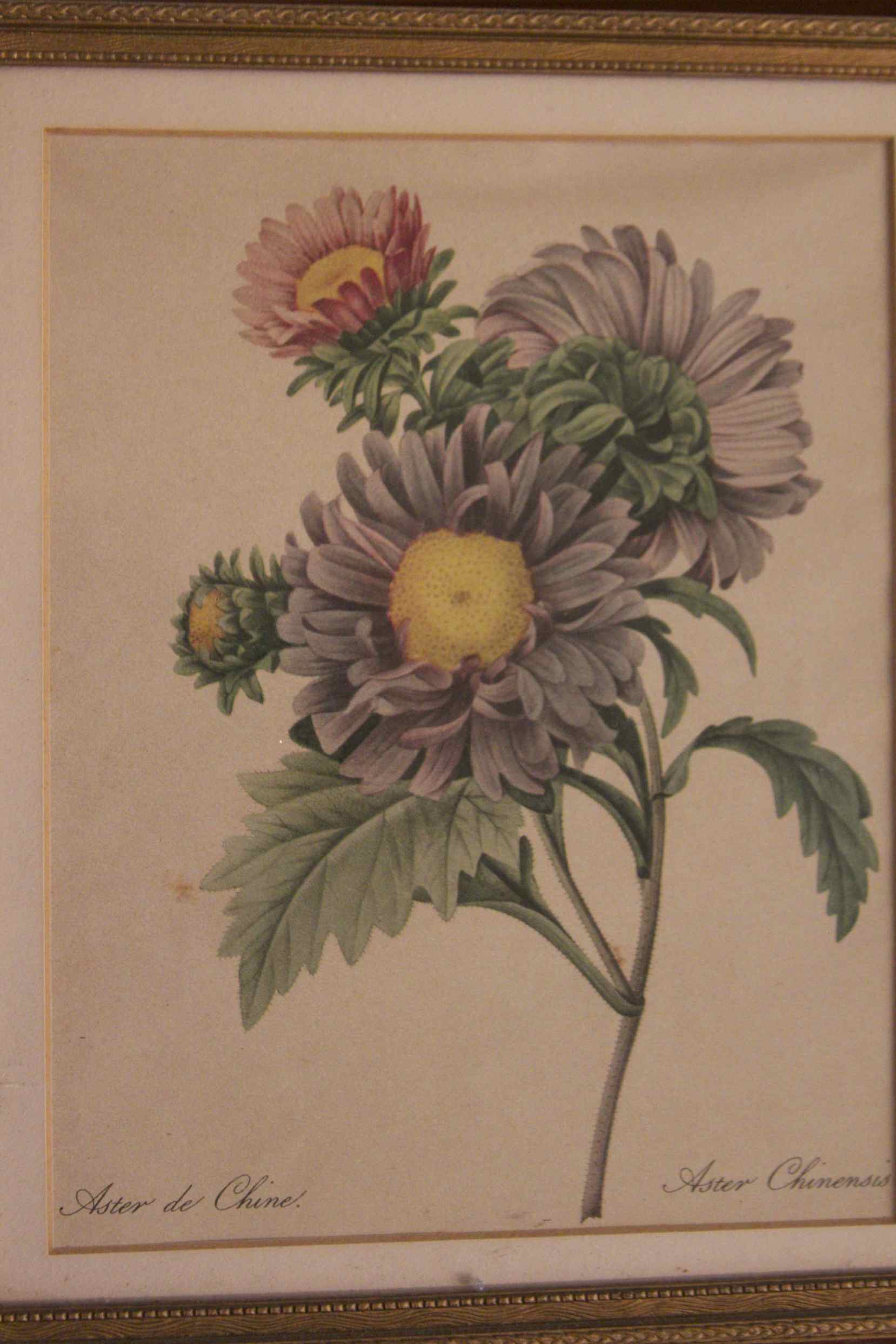 Pair of Framed Prints by Pierre Joseph Celestine Redoute