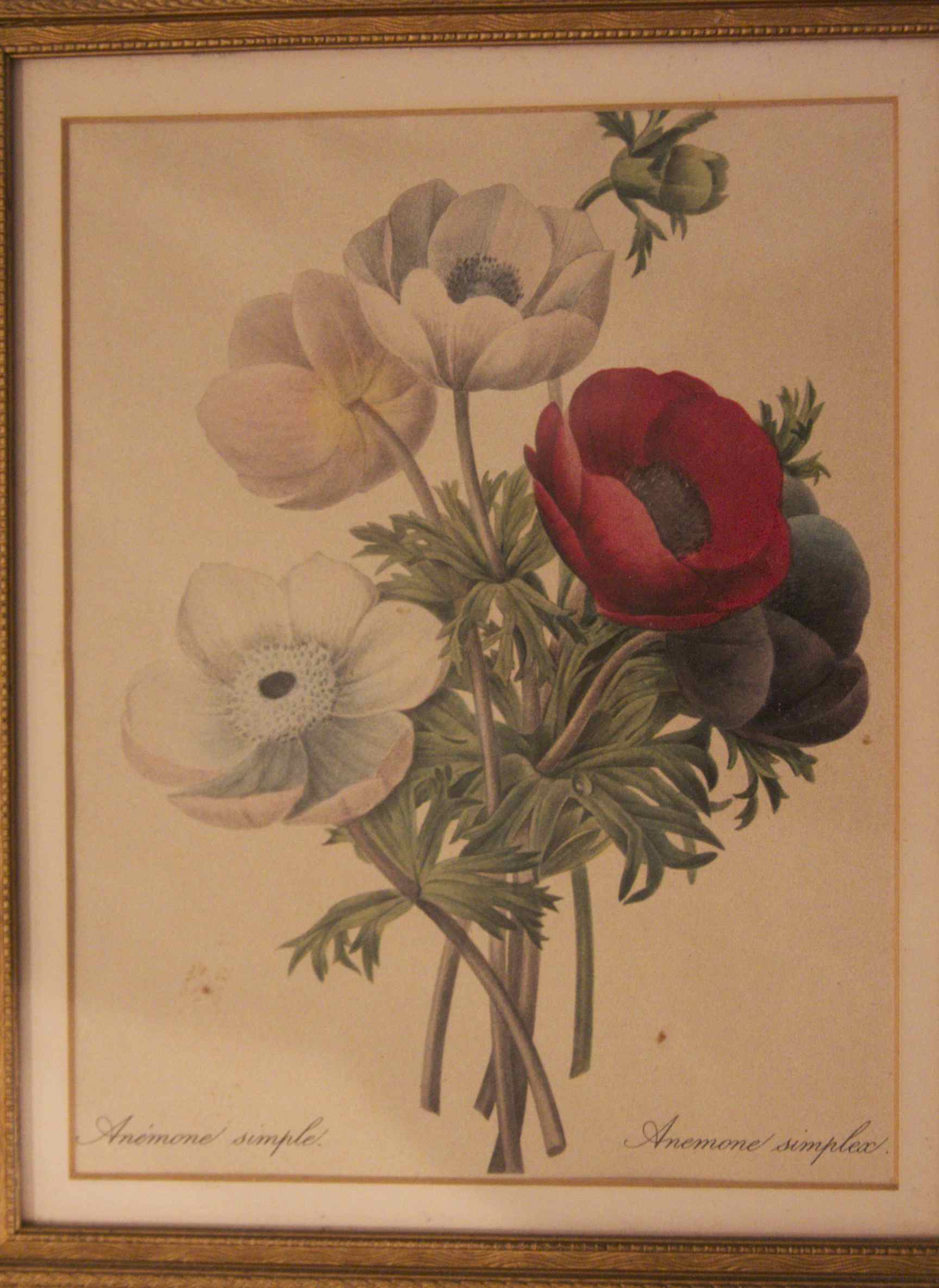 Pair of Framed Prints by Pierre Joseph Celestine Redoute