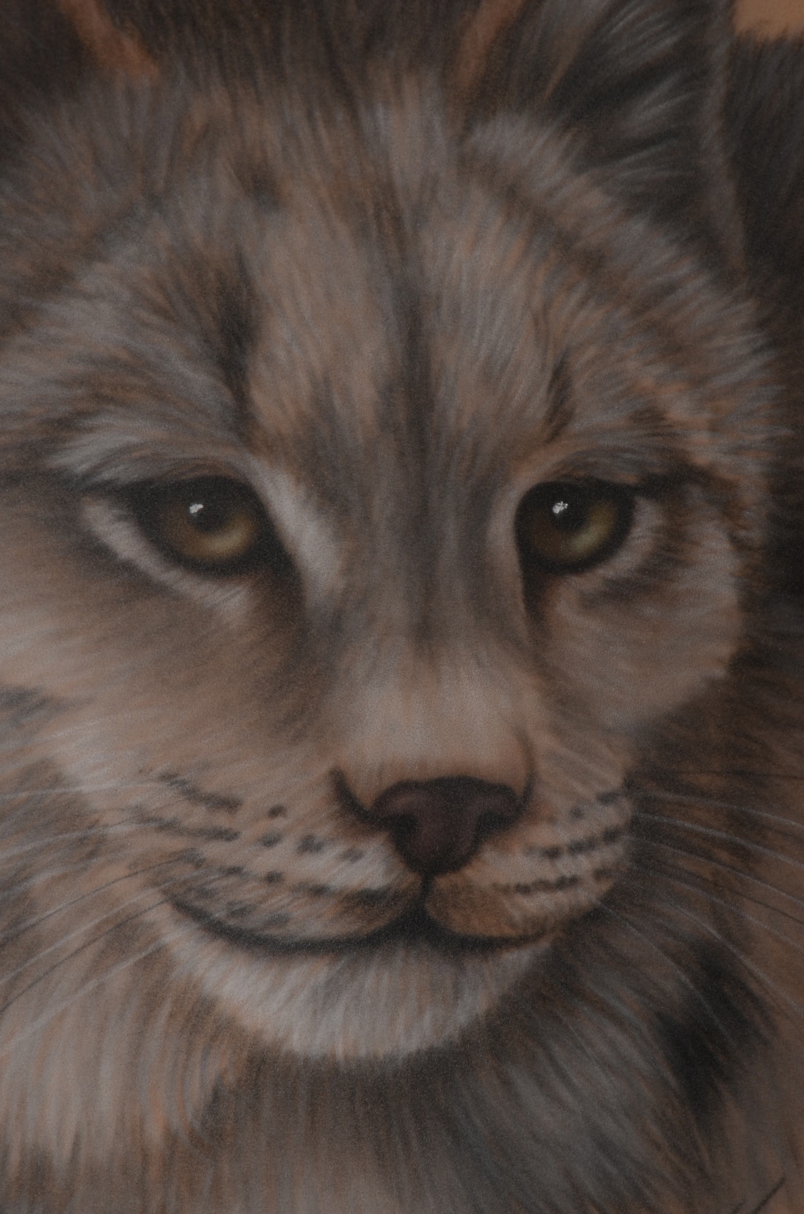 Original Chalk Drawing "Bobcat" by Harold Rigsby