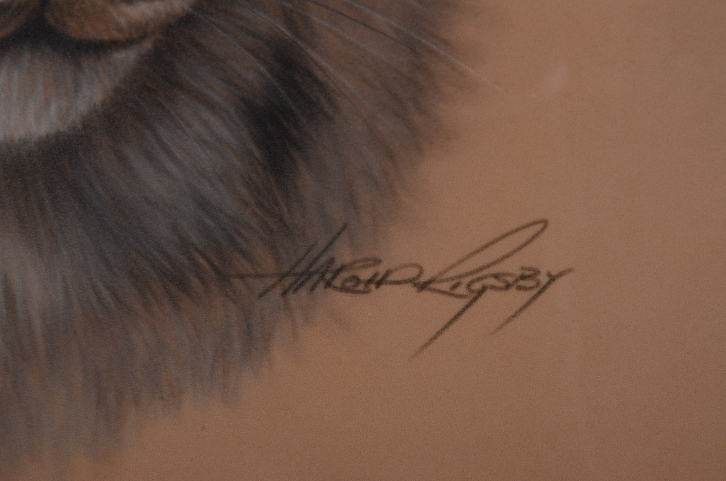 Original Chalk Drawing "Bobcat" by Harold Rigsby