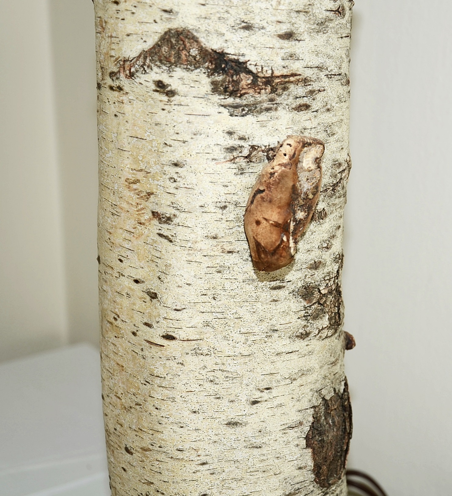 Birch Log Lamp