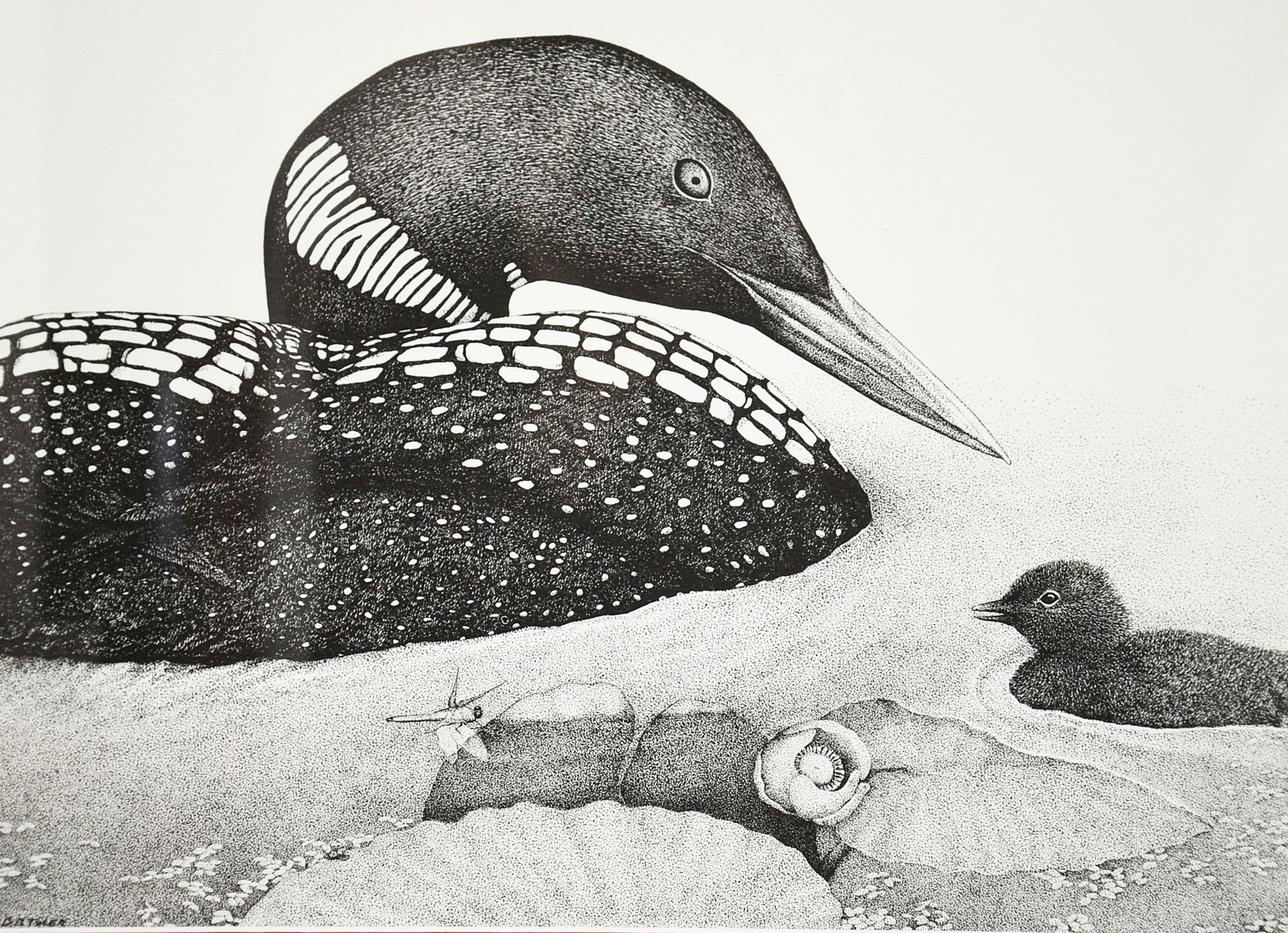 D. D. Tyler Pen and Ink Drawing of a Loon