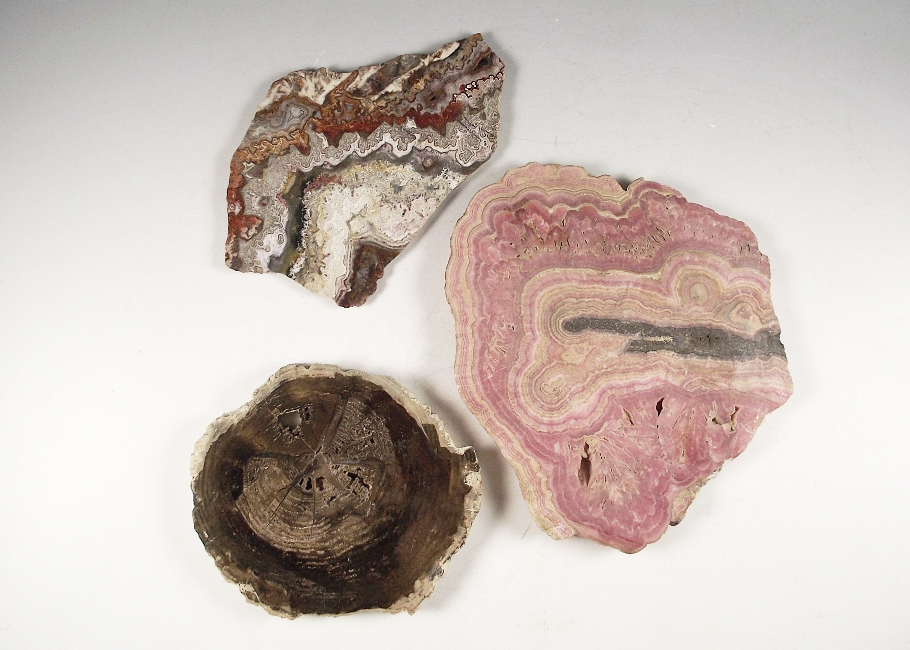 Trio of Petrified Wood Slices