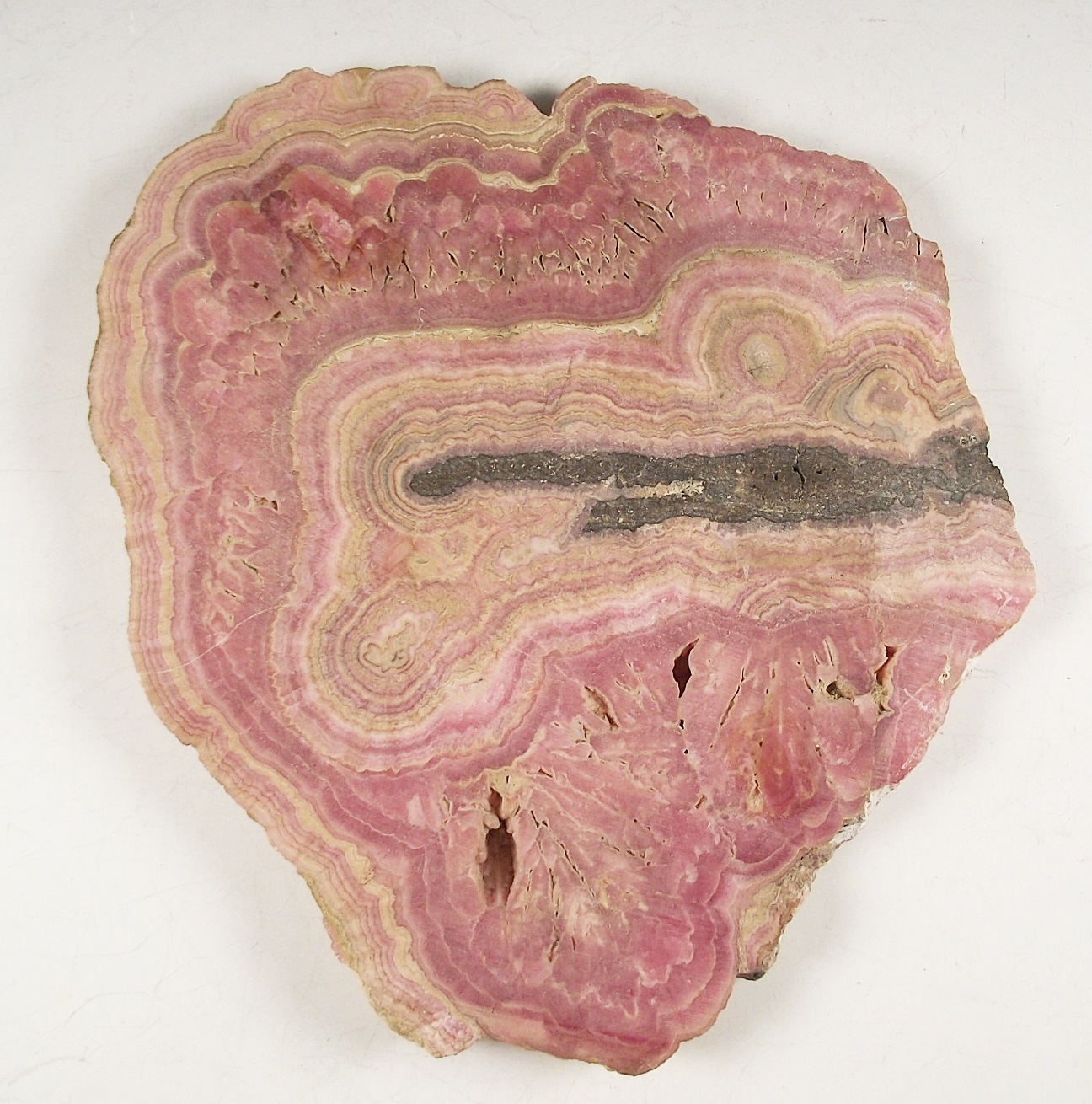 Trio of Petrified Wood Slices