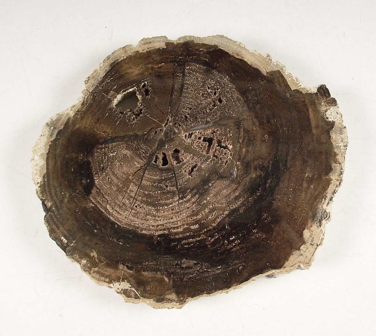 Trio of Petrified Wood Slices
