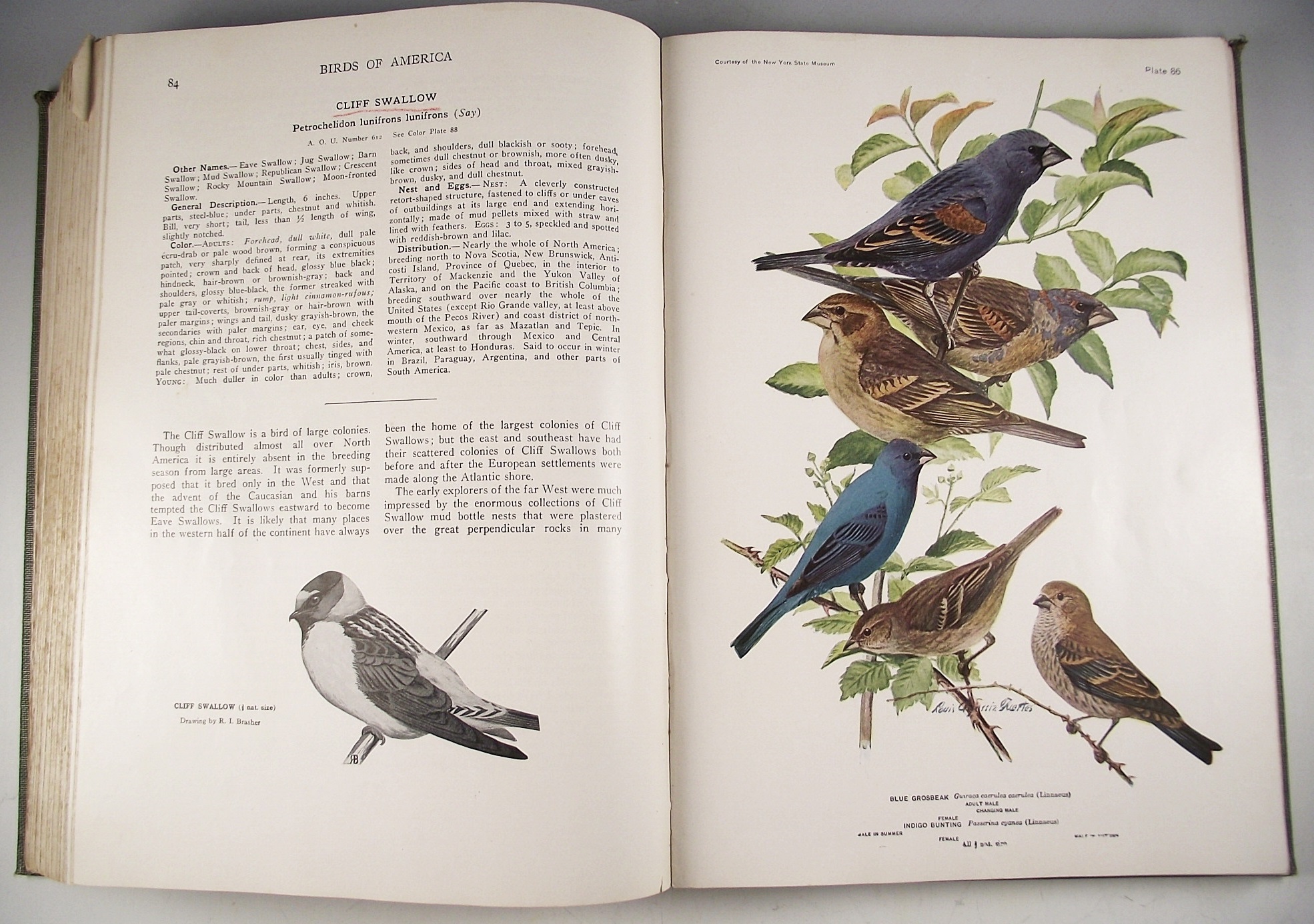Books on the Subject of Birds