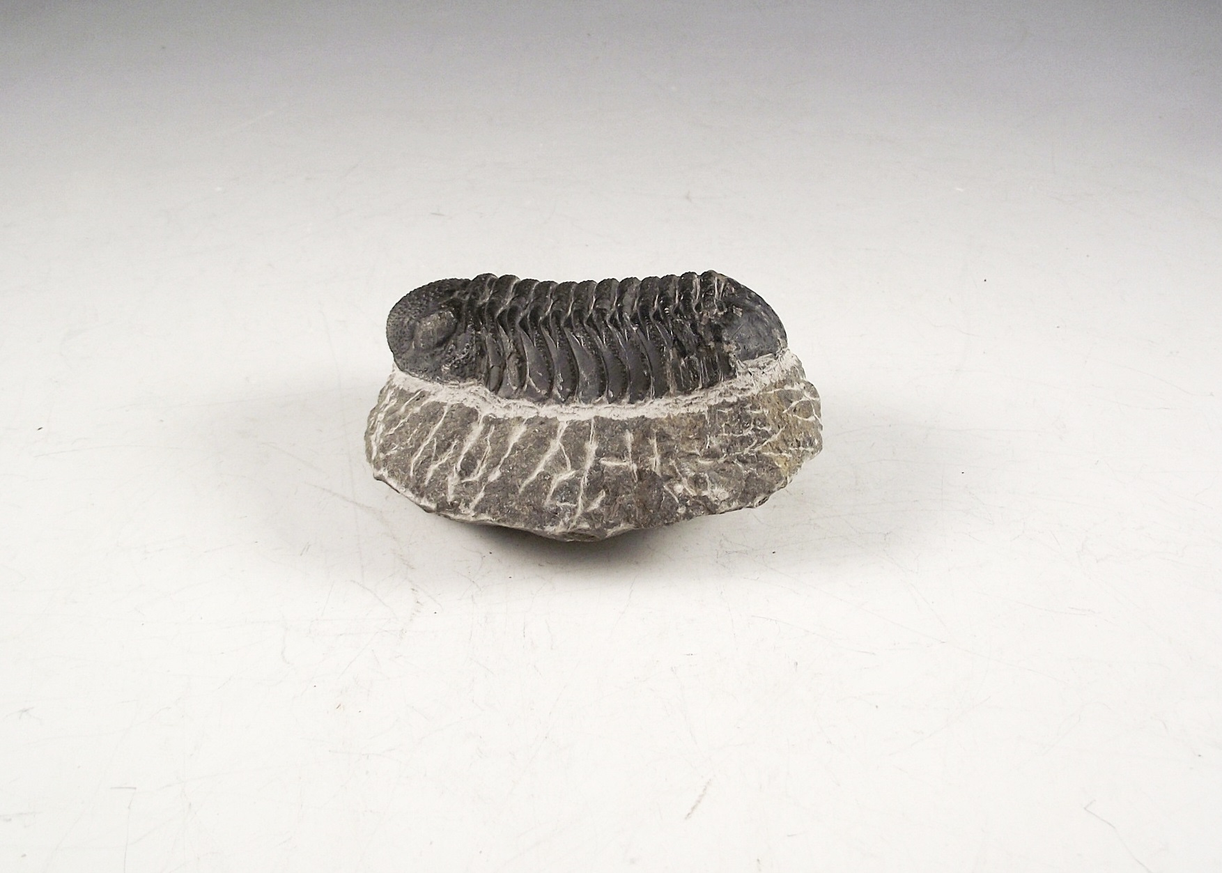 3D Phacops Trilobite Fossil