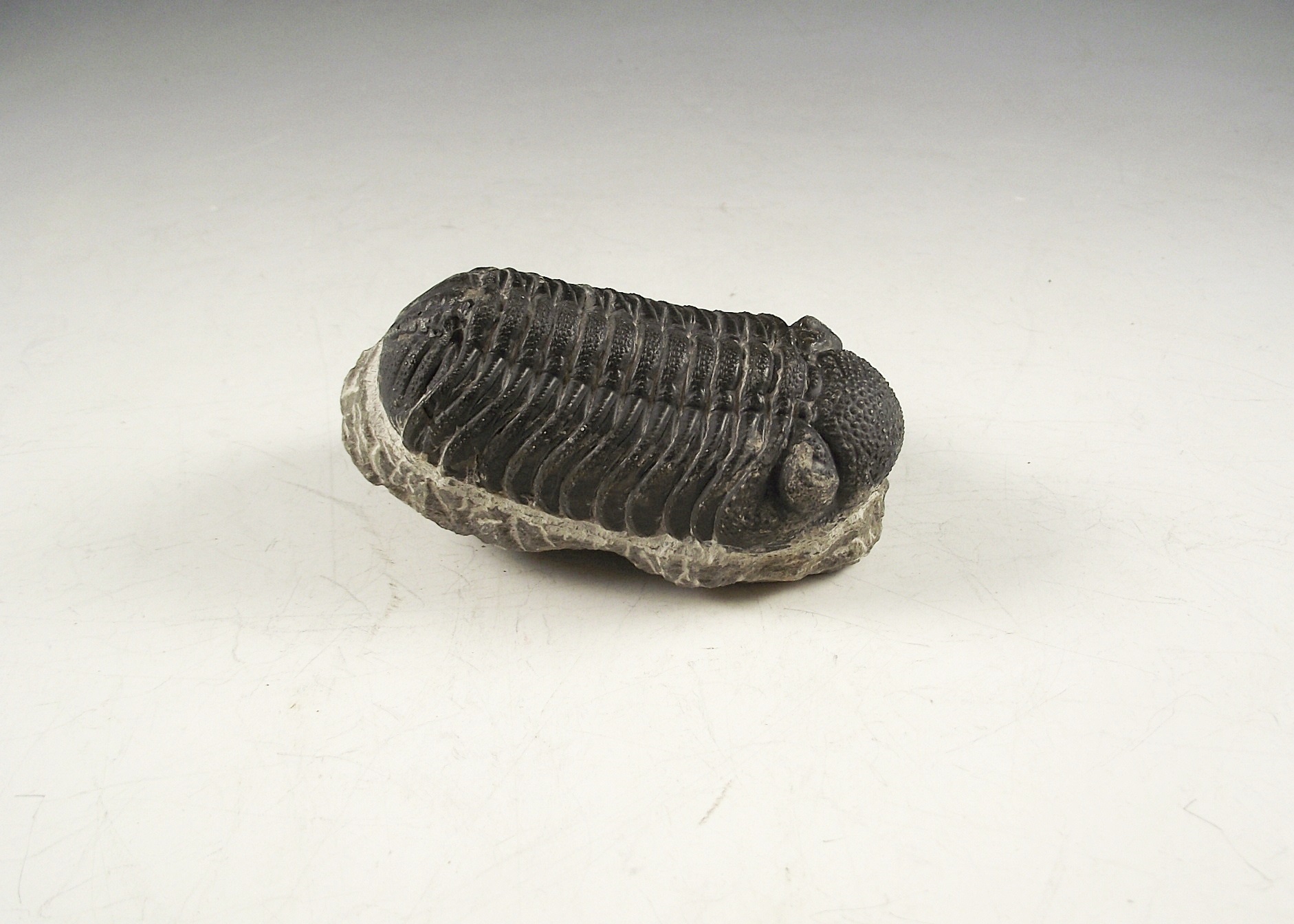 3D Phacops Trilobite Fossil