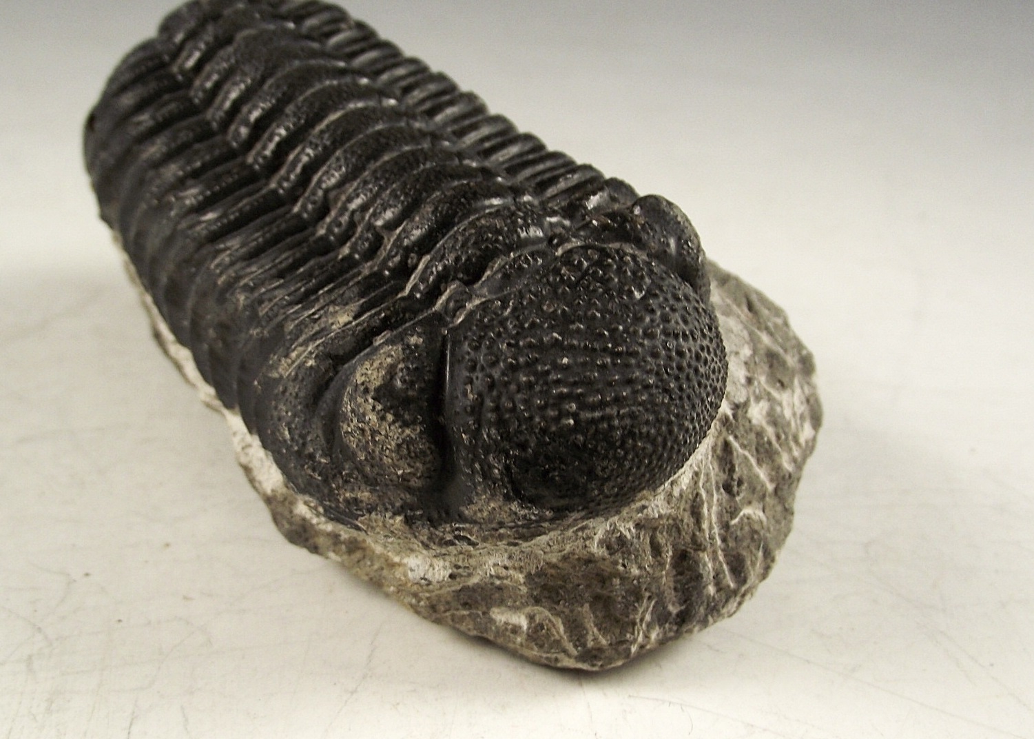 3D Phacops Trilobite Fossil