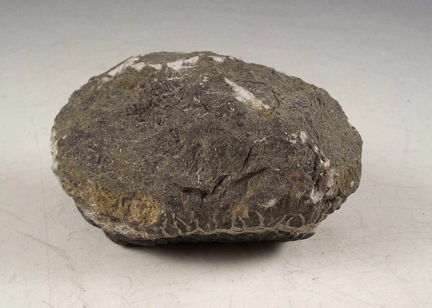 3D Phacops Trilobite Fossil