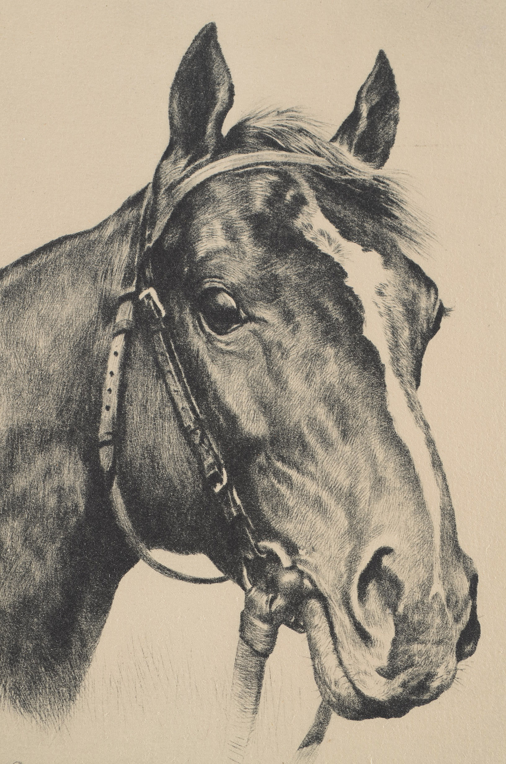 Etching Print of Thoroughbred Champion Gallant Fox by R. H. Palenske