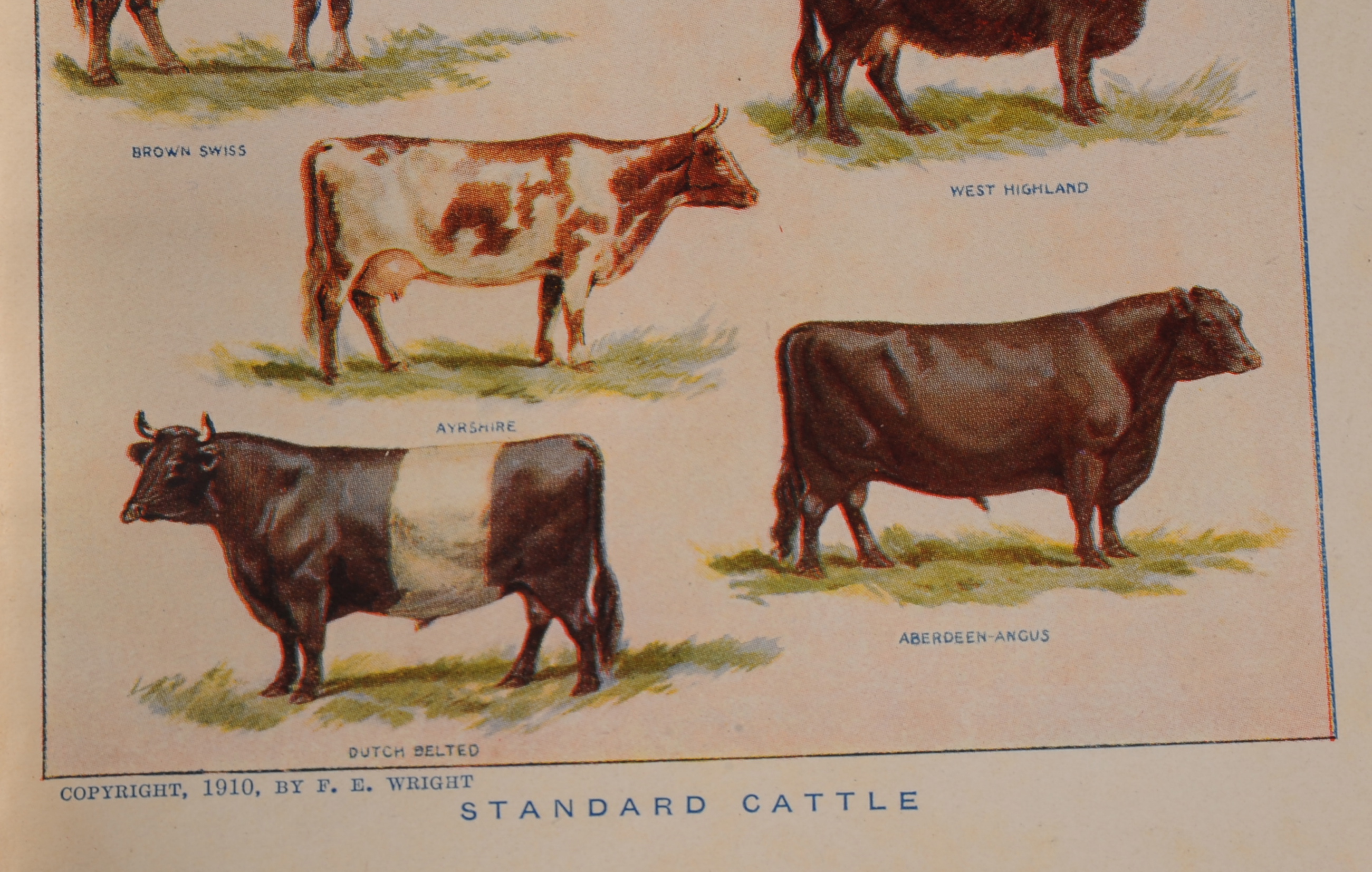 New Websterian 1912 Dictionary Illustrated