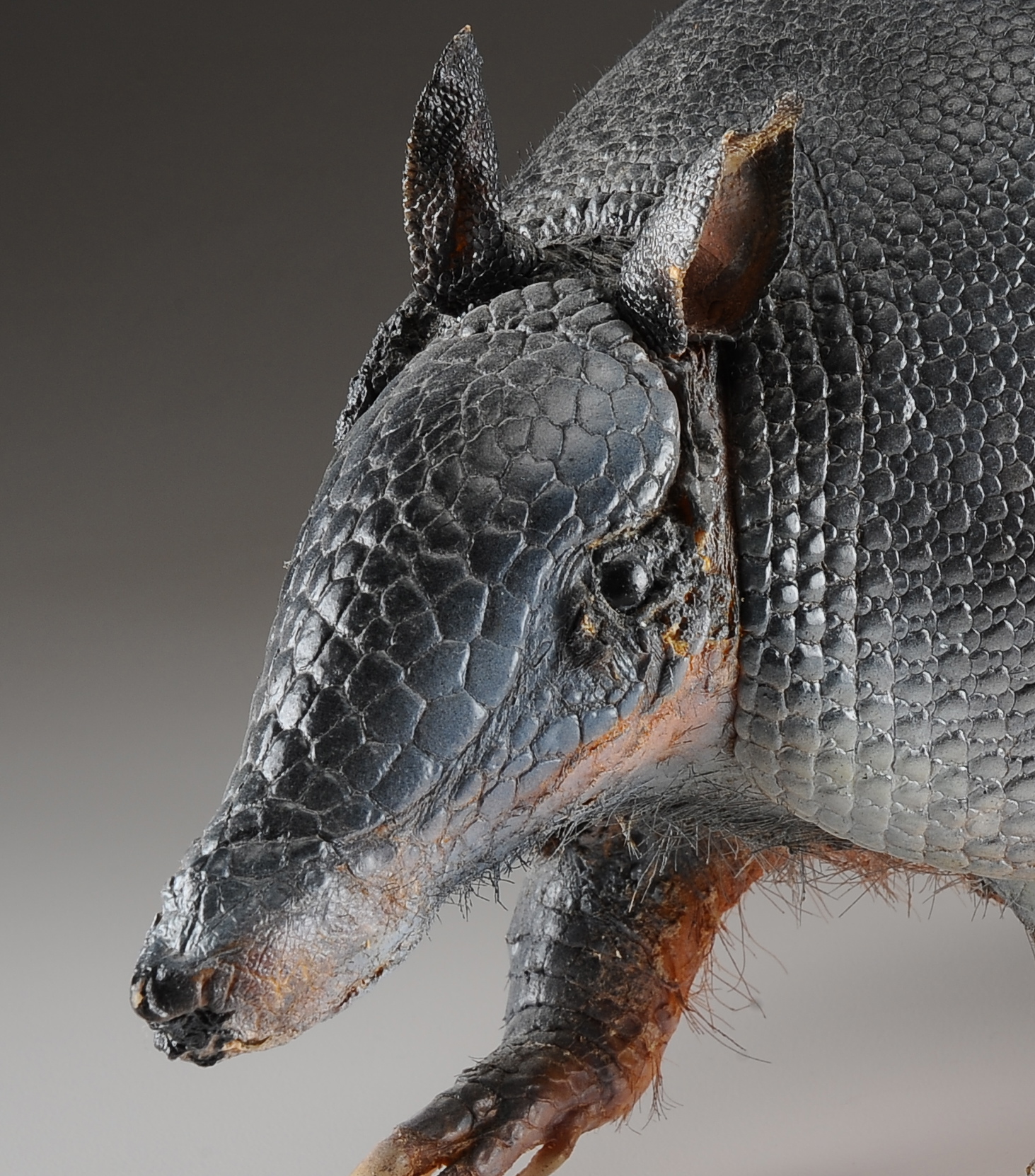 Armadillo Taxidermy
